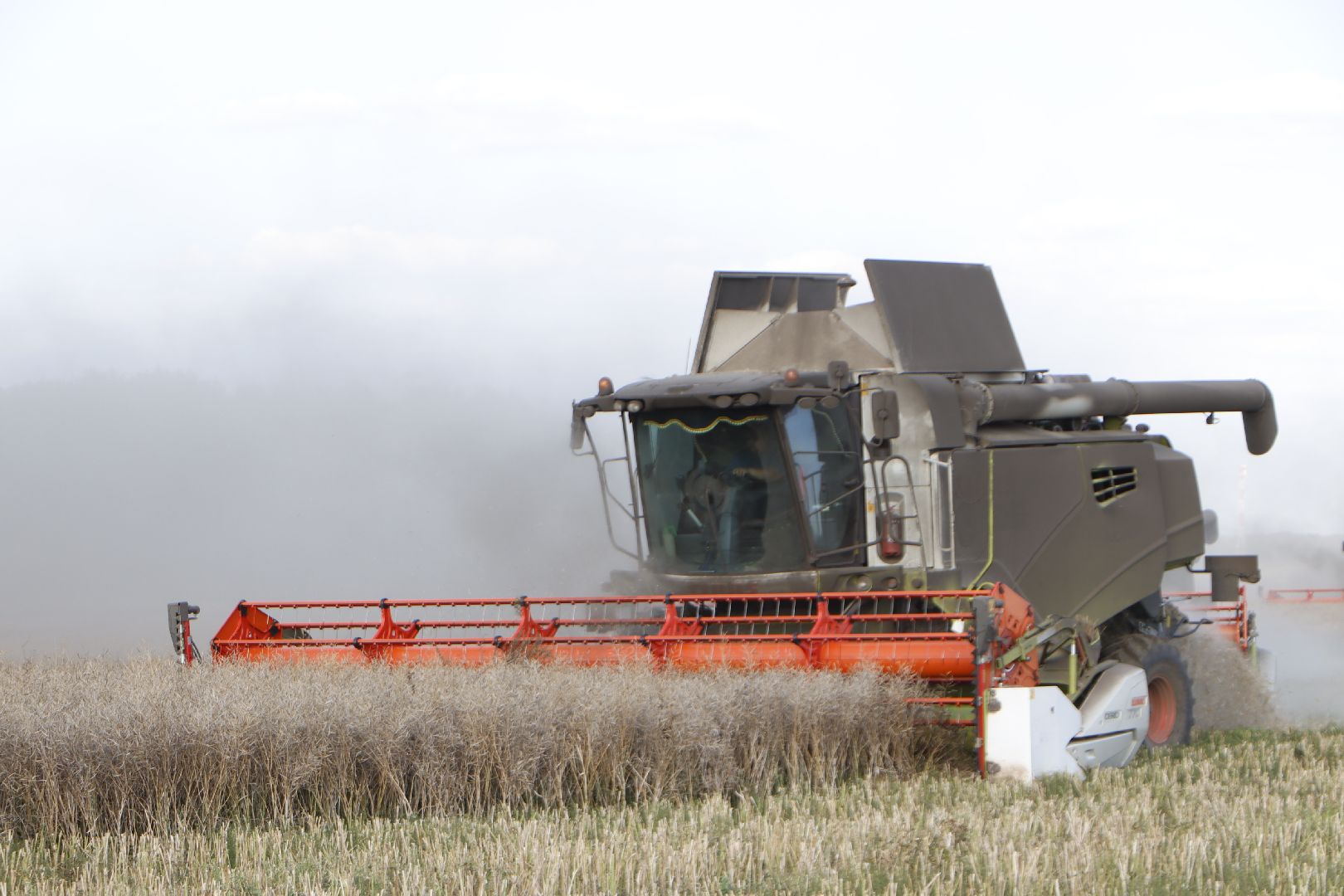 зарайск, сельское хозяйство, рапс,