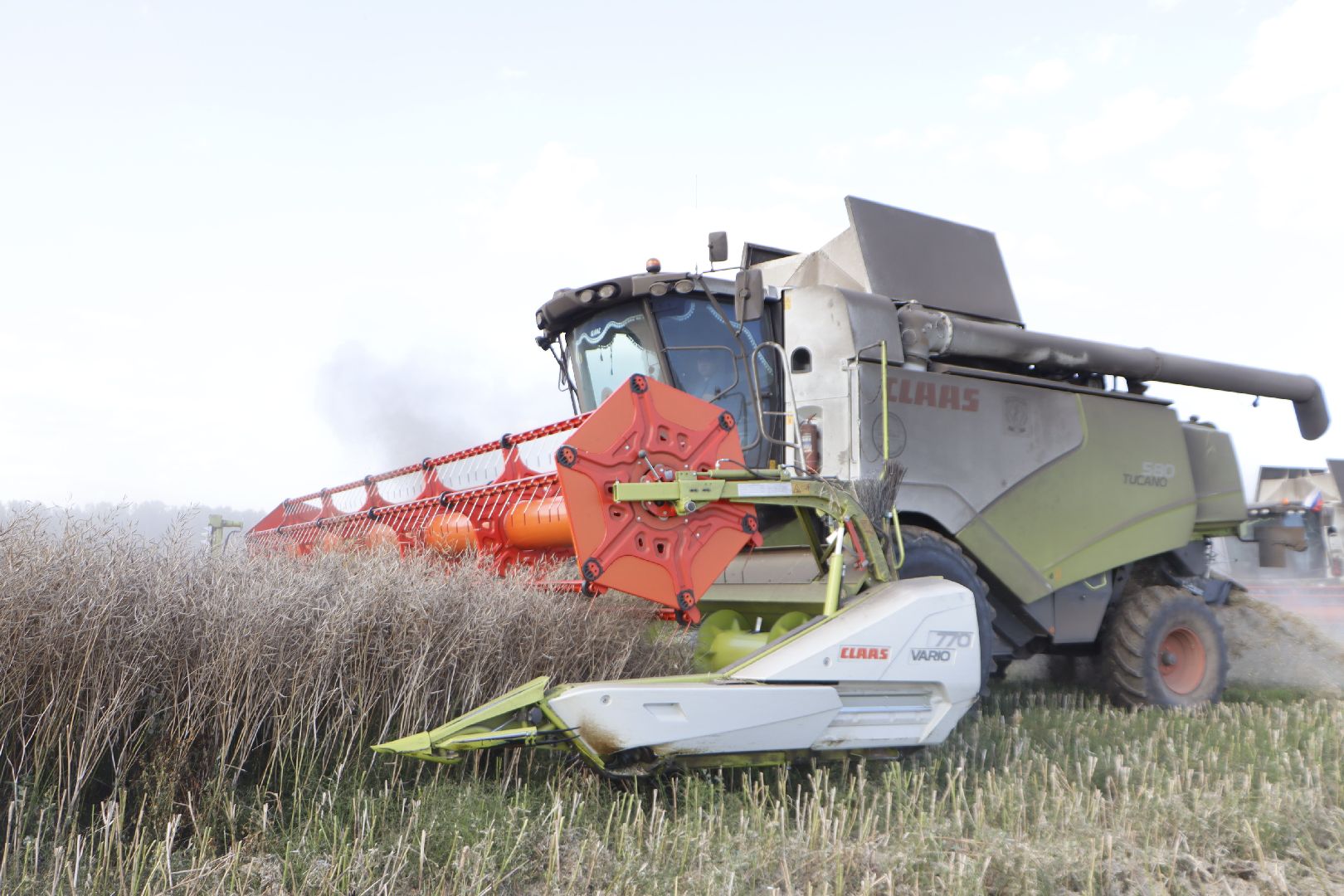 зарайск, сельское хозяйство, рапс,