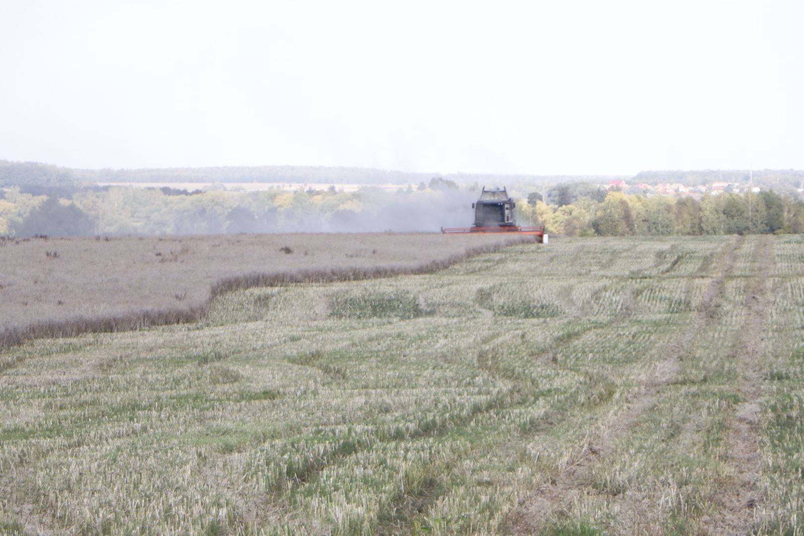 зарайск, сельское хозяйство, рапс,