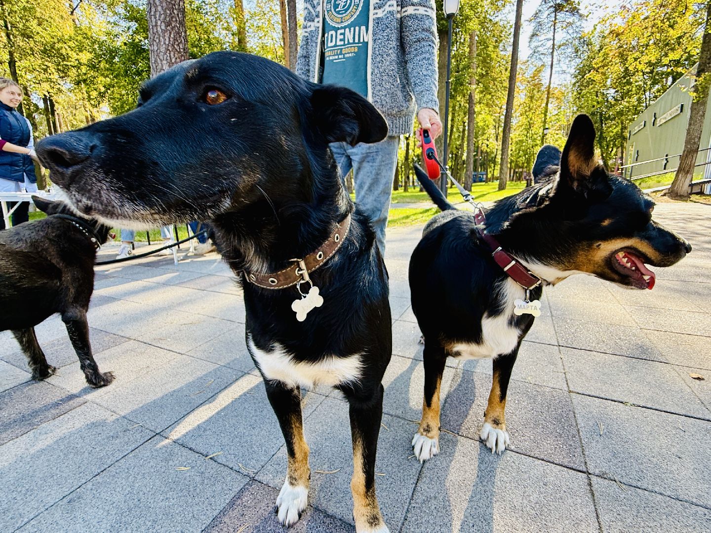 раменское, ветеринар, вакцинация животных, бешенство, чипирование, регистрация животных,