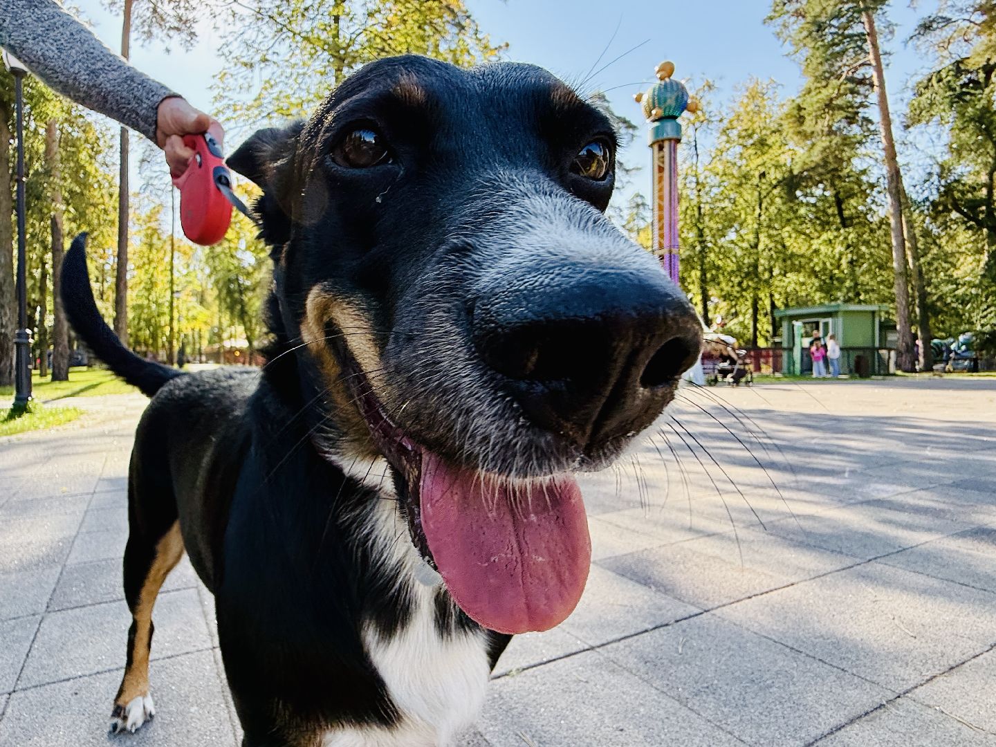 раменское, ветеринар, вакцинация животных, бешенство, чипирование, регистрация животных,