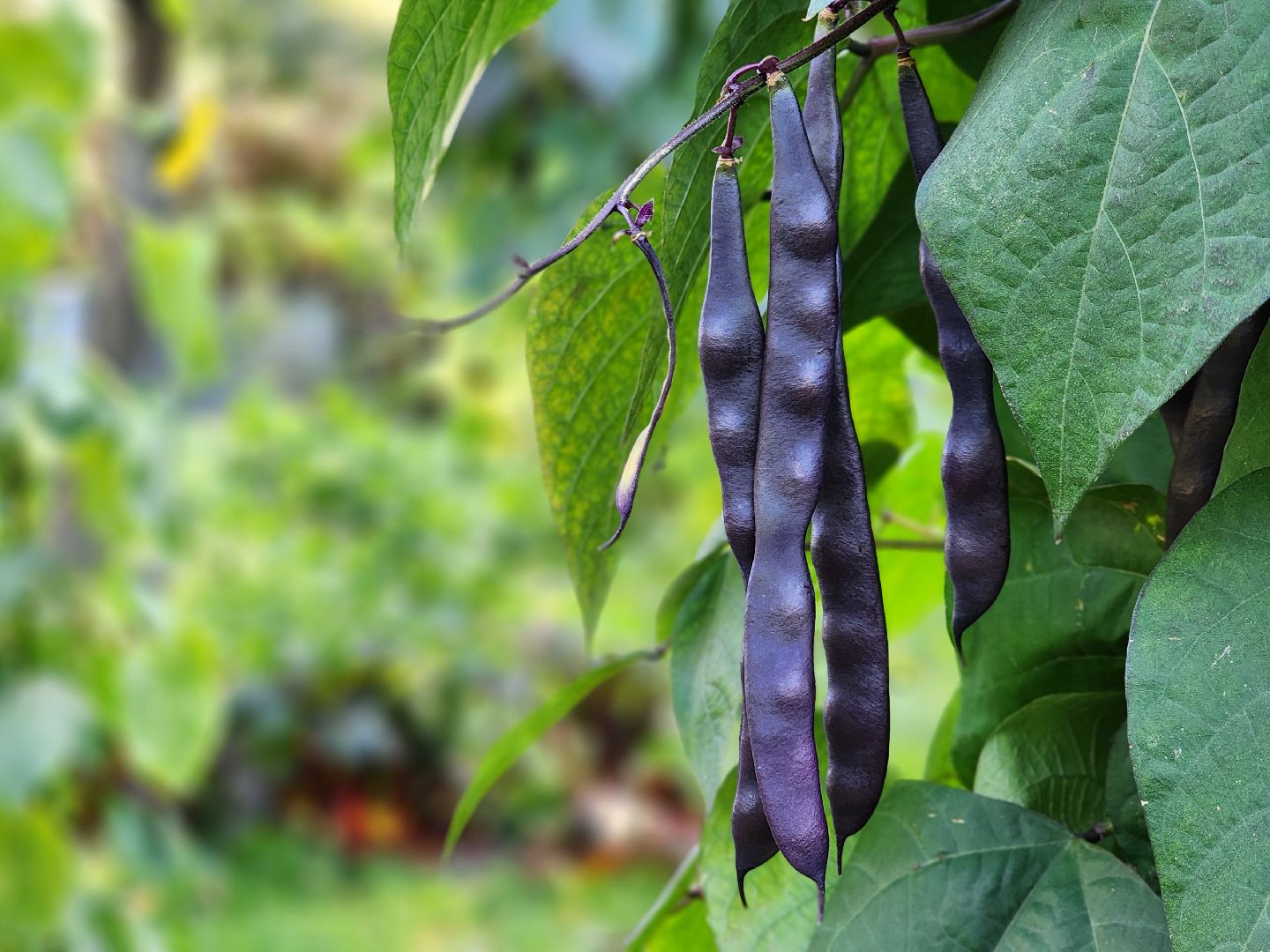 урожай, заготовки на зиму,  заготовка урожая,  старая купавна, богородский городской округ,