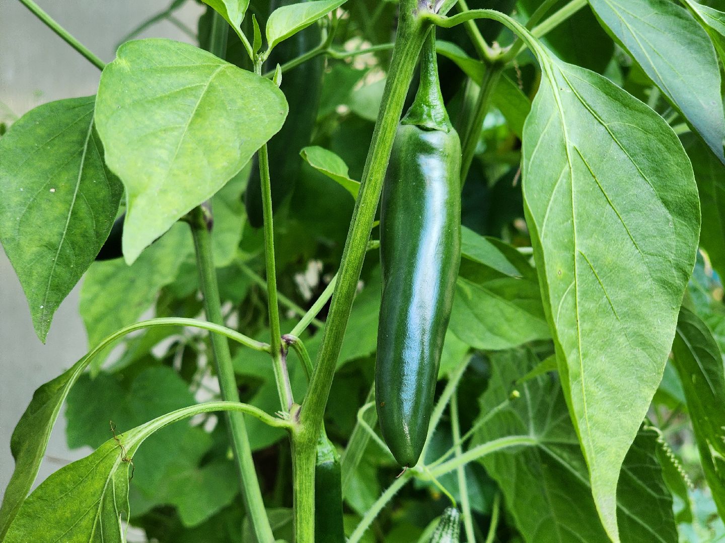 урожай, заготовки на зиму,  заготовка урожая,  старая купавна, богородский городской округ,