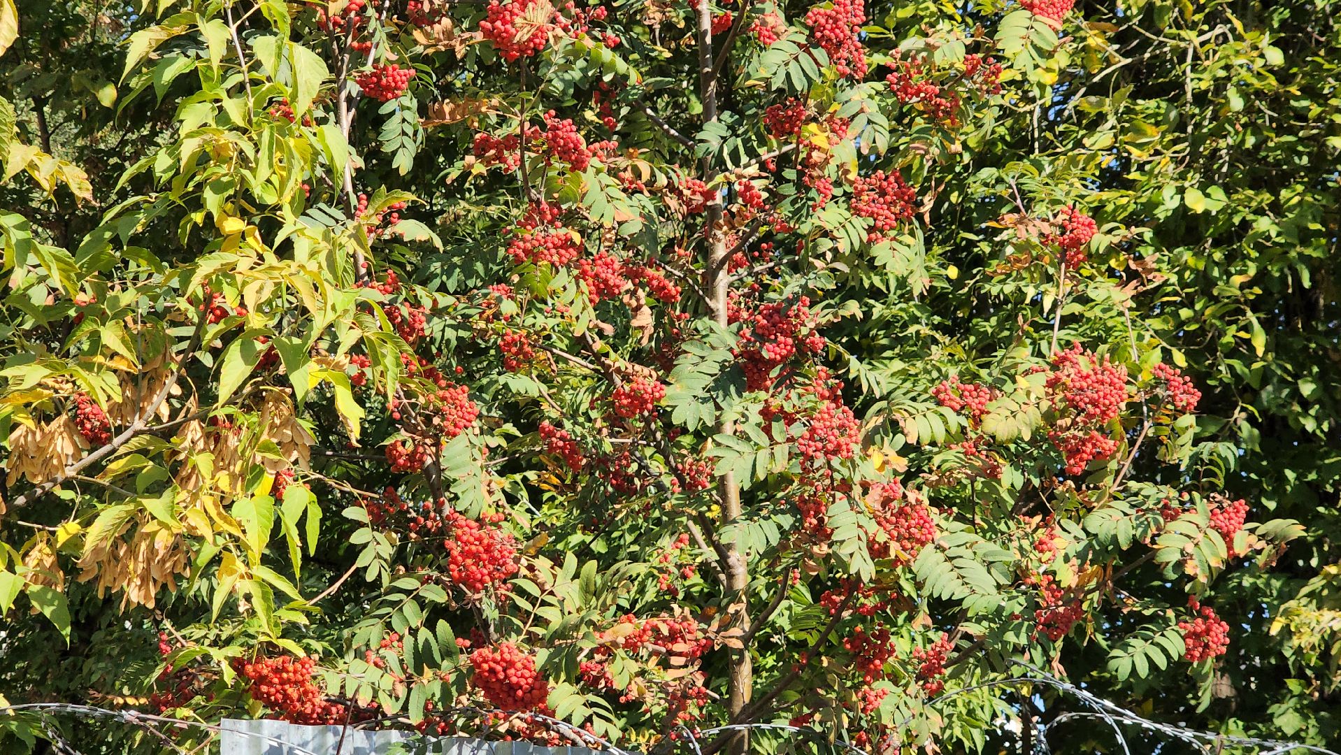 ивантеевка, пушкинский округ, пробная топка, теплосети, котельная, инженер,тепловые сети, тепловая камера, теплоснобжение, тепло в дома, тепло в квартирах, тепло жителям,