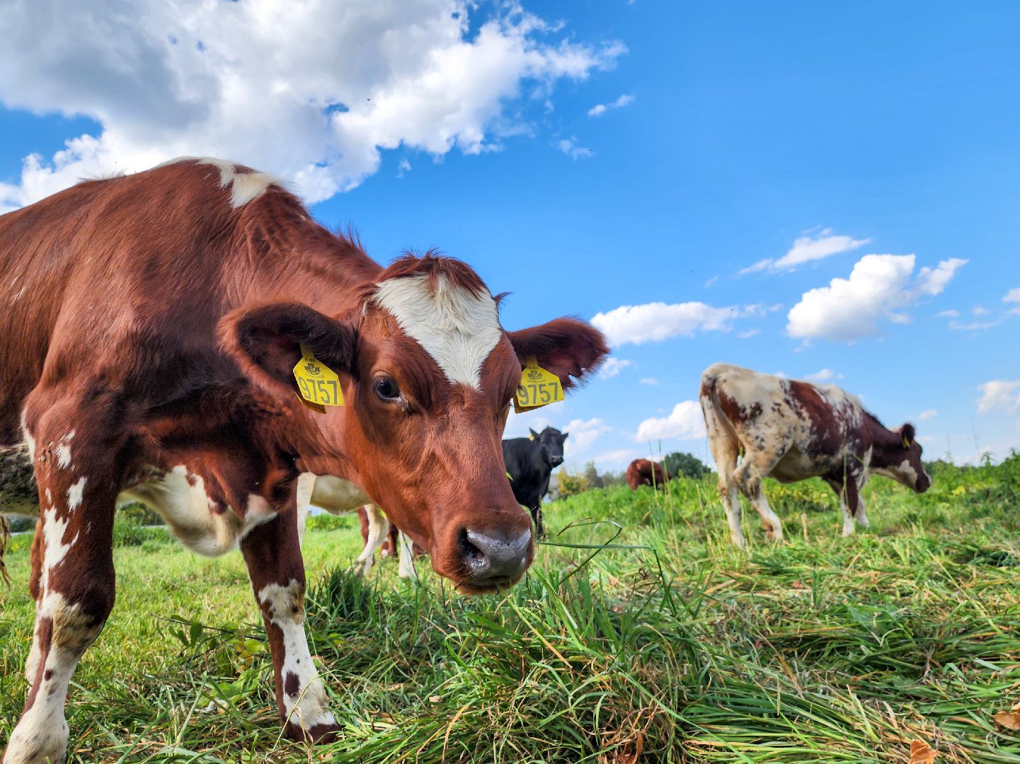 Подольск, виж им эрнста, Генофонд, коровы,Клонирование,Ученые,