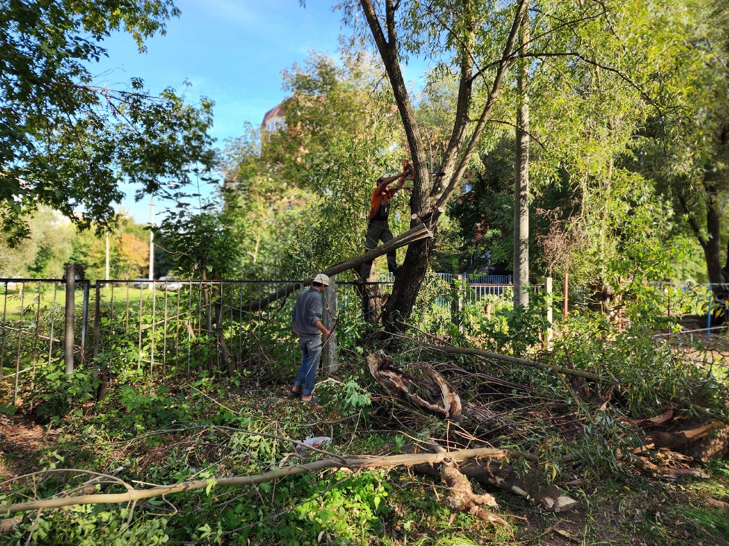чехов, улица чехова 8а, гимназия 2, пристройка на 550 мест, строительство, начало работ, опиловка деревьев, удаление аварийных деревьев, удаление сухостоя, установка новых ограждений, планировка, строительный городок, завоз материалов, спецтехника, госпрограмма московской области, губернатор подмосковья, устранение второй смены, новый корпус,