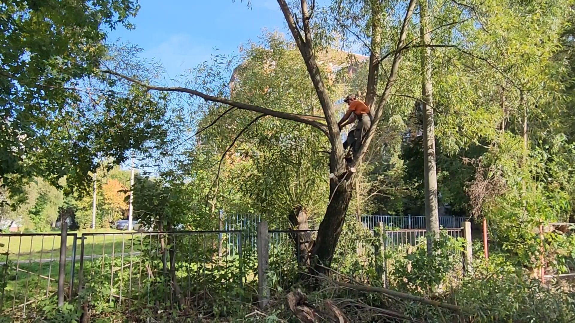 чехов, улица чехова 8а, гимназия 2, пристройка на 550 мест, строительство, начало работ, опиловка деревьев, удаление аварийных деревьев, удаление сухостоя, установка новых ограждений, планировка, строительный городок, завоз материалов, спецтехника, госпрограмма московской области, губернатор подмосковья, устранение второй смены, новый корпус,