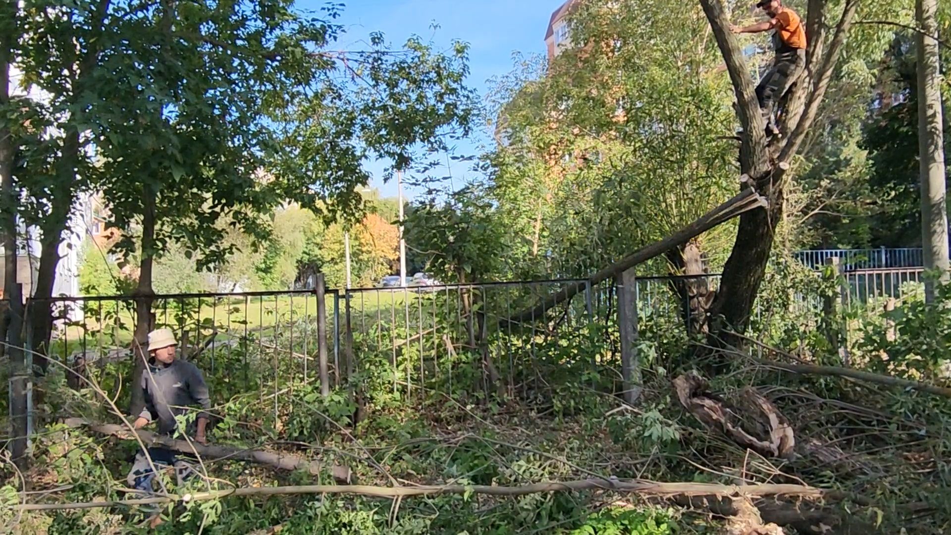 чехов, улица чехова 8а, гимназия 2, пристройка на 550 мест, строительство, начало работ, опиловка деревьев, удаление аварийных деревьев, удаление сухостоя, установка новых ограждений, планировка, строительный городок, завоз материалов, спецтехника, госпрограмма московской области, губернатор подмосковья, устранение второй смены, новый корпус,