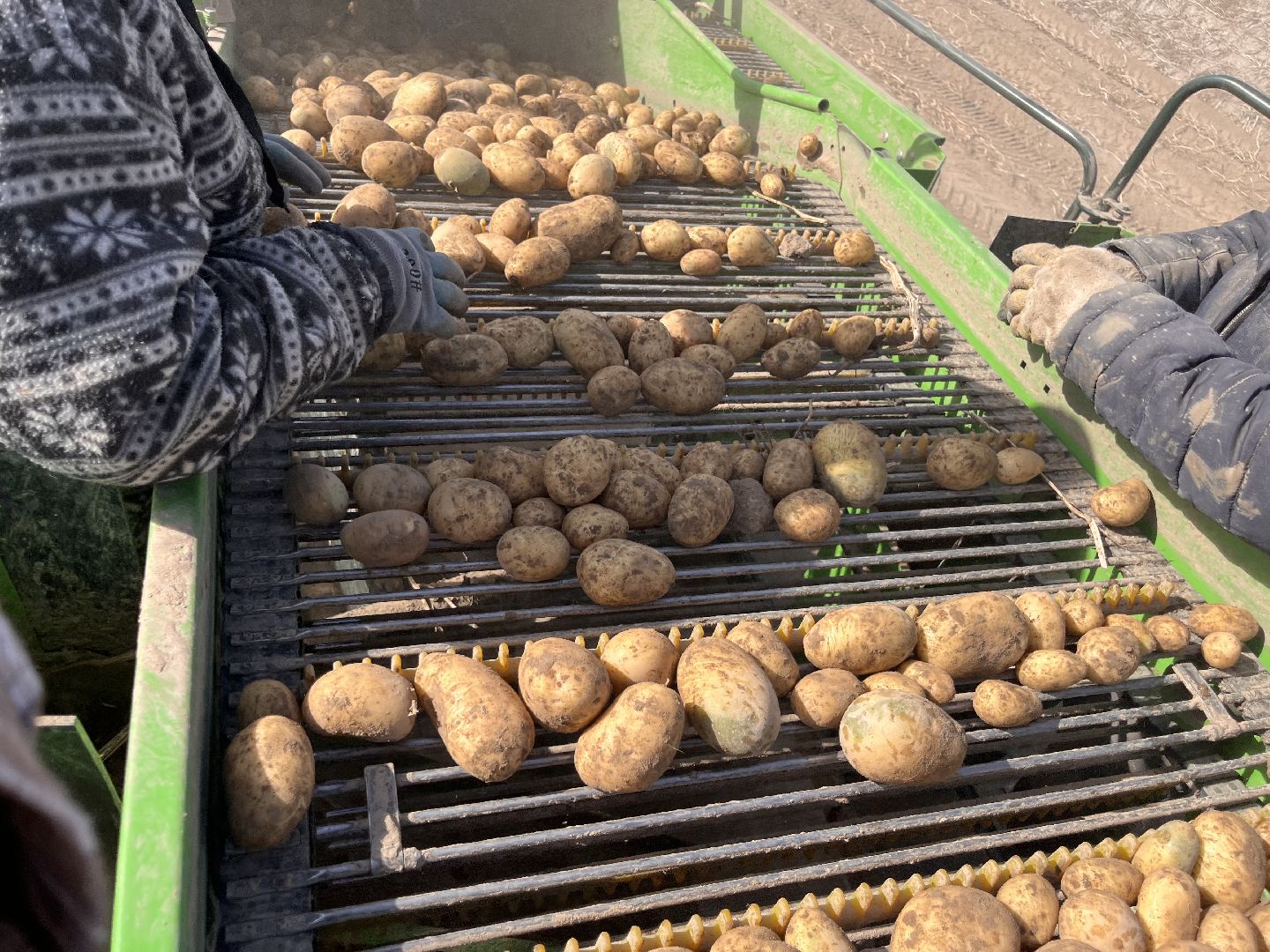 Урожай картофеля, сбор урожая, шатура, шатура новости, Шатура сельское хозяйство,