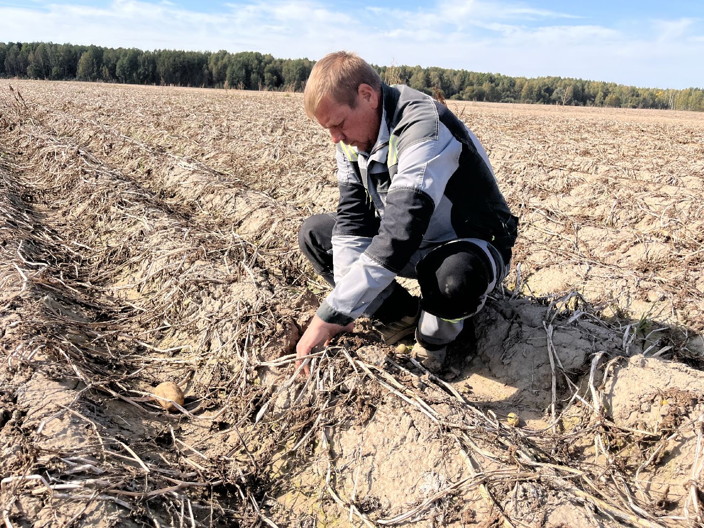 Урожай картофеля, сбор урожая, шатура, шатура новости, Шатура сельское хозяйство,
