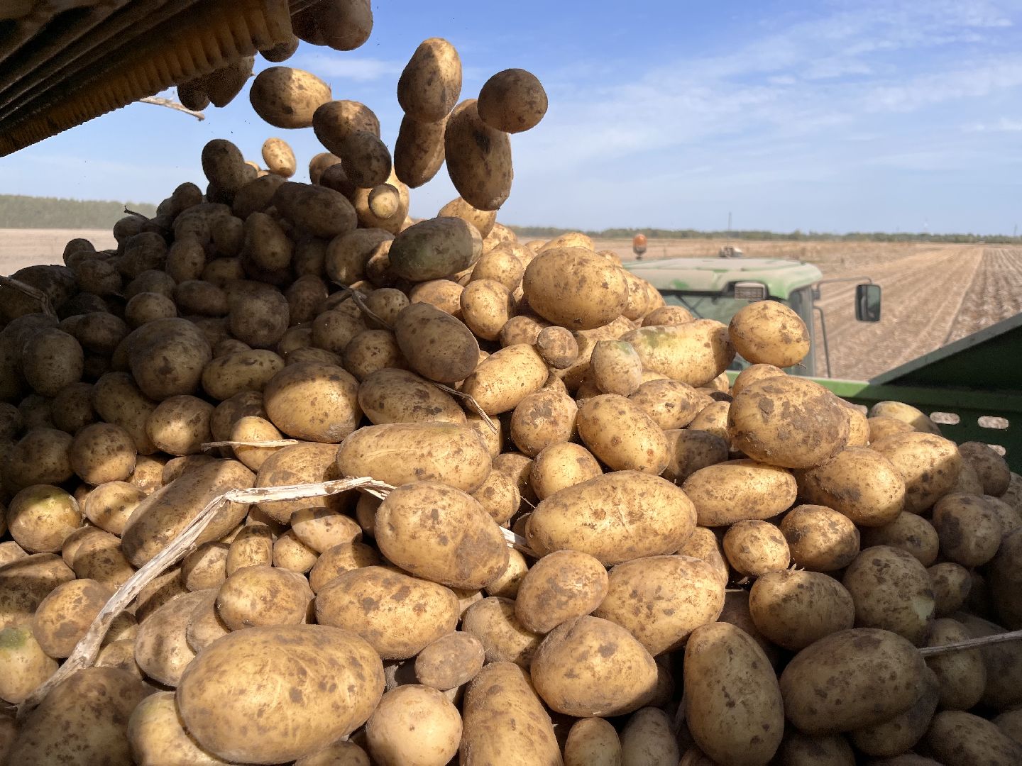 Урожай картофеля, сбор урожая, шатура, шатура новости, Шатура сельское хозяйство,