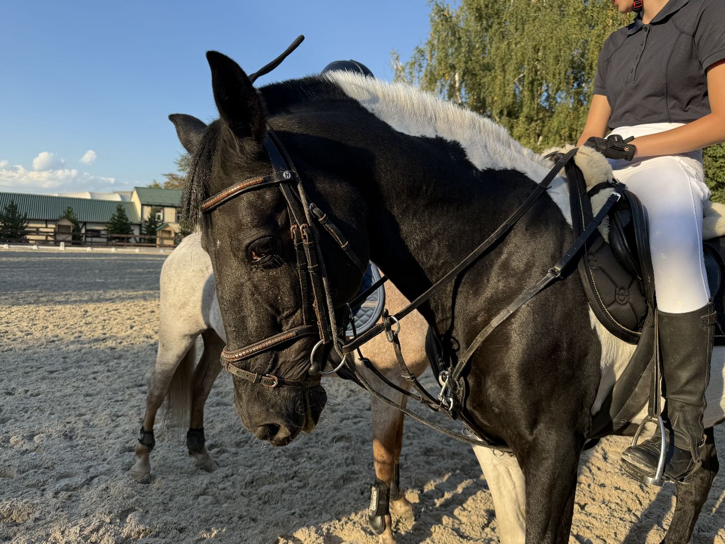 Котельники, Конный спорт, соревнование, Первенство по троеборью, Медалисты,
