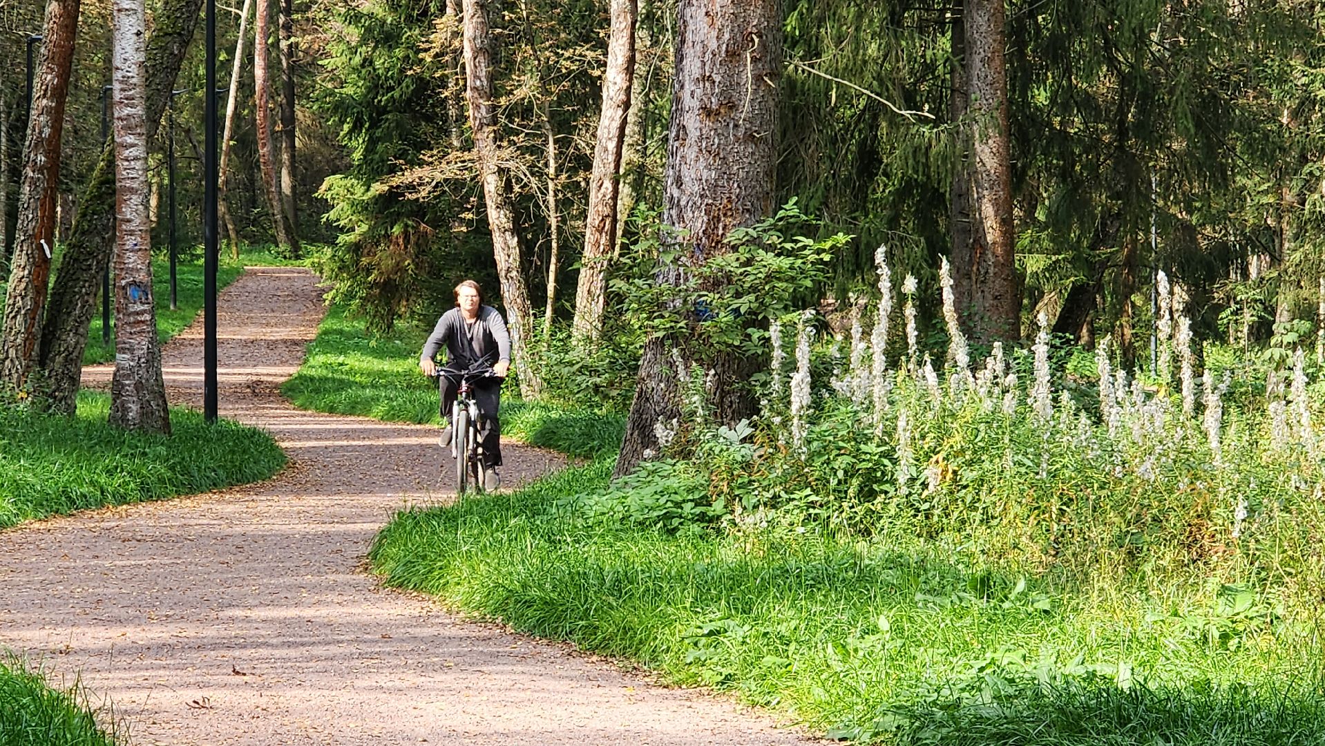благоустройство, истра, лесопарк,