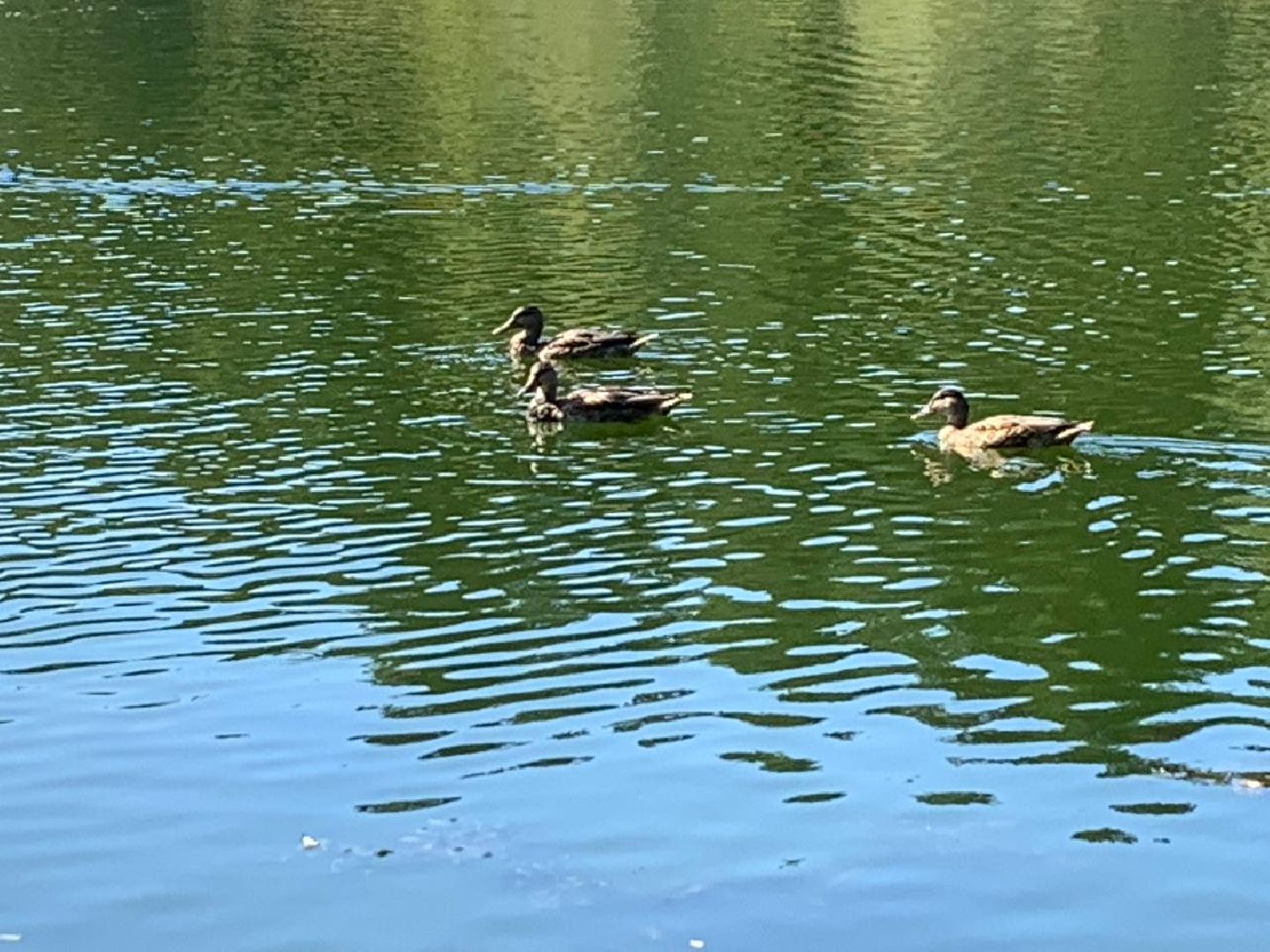 ступино, утки, охота на уток,