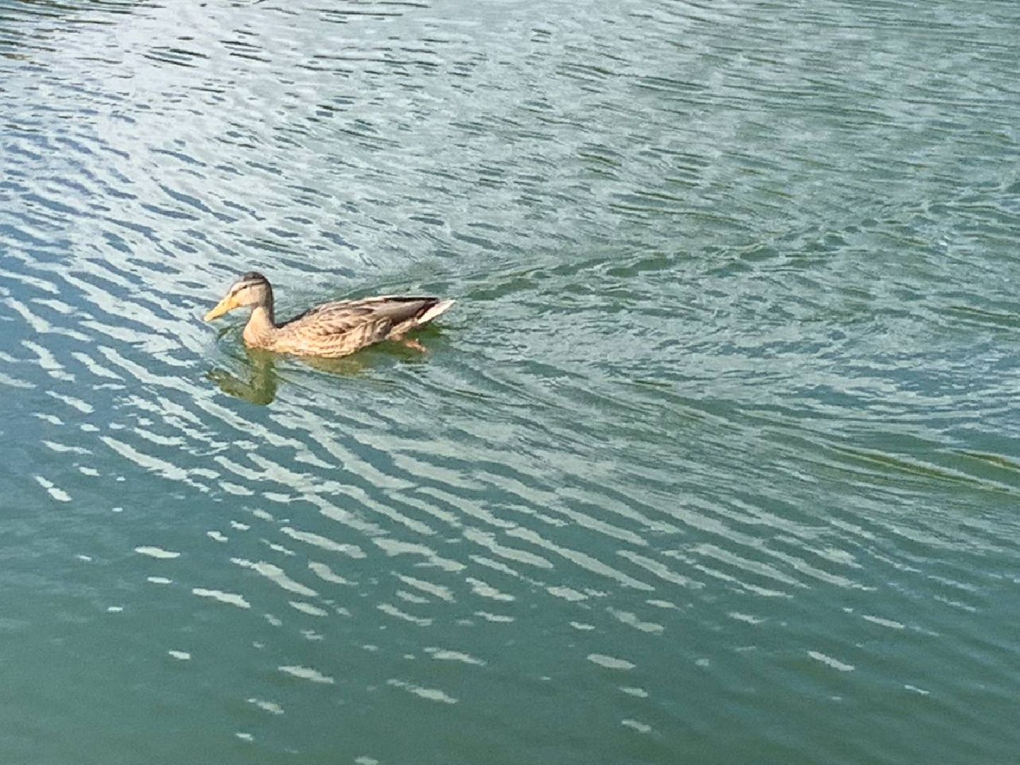 ступино, утки, охота на уток,