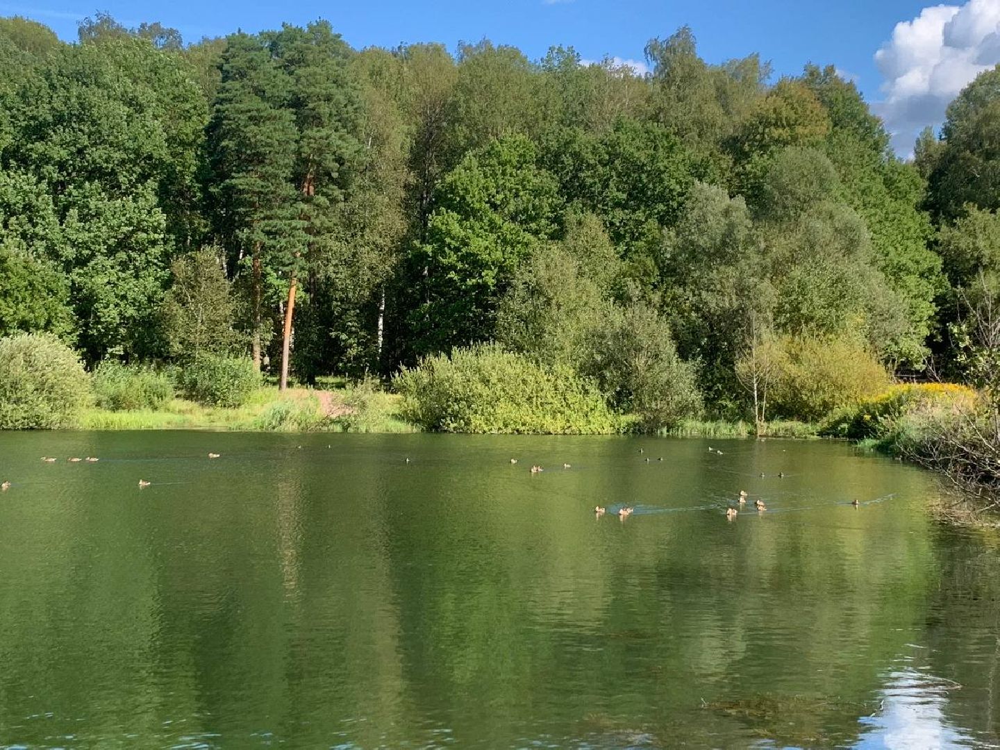 ступино, утки, охота на уток,