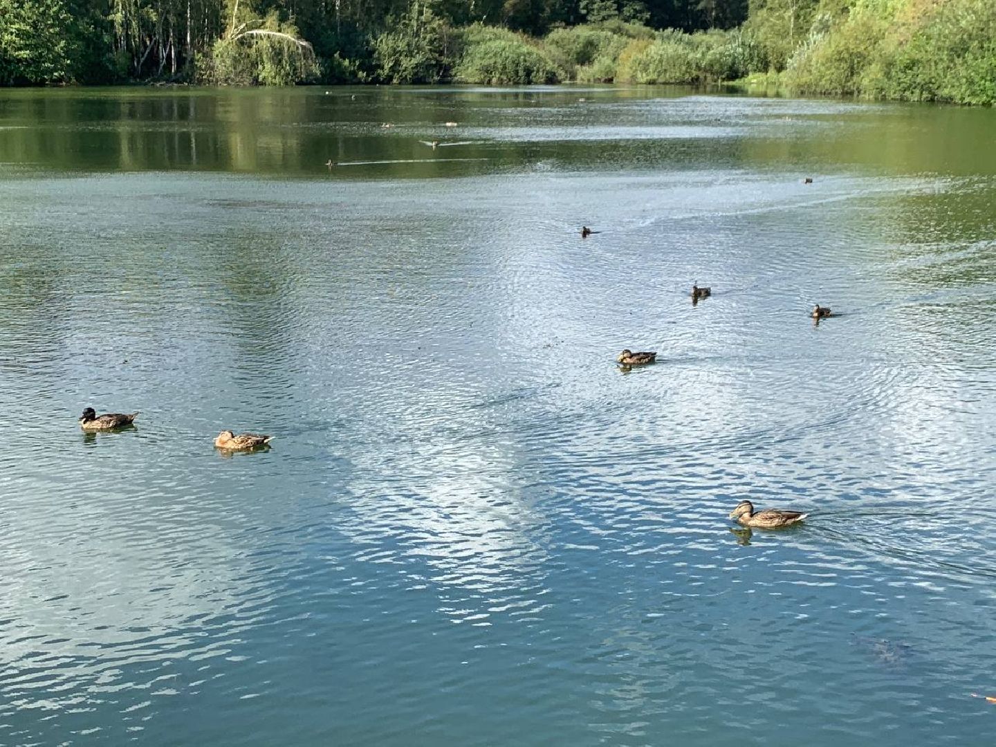 ступино, утки, охота на уток,