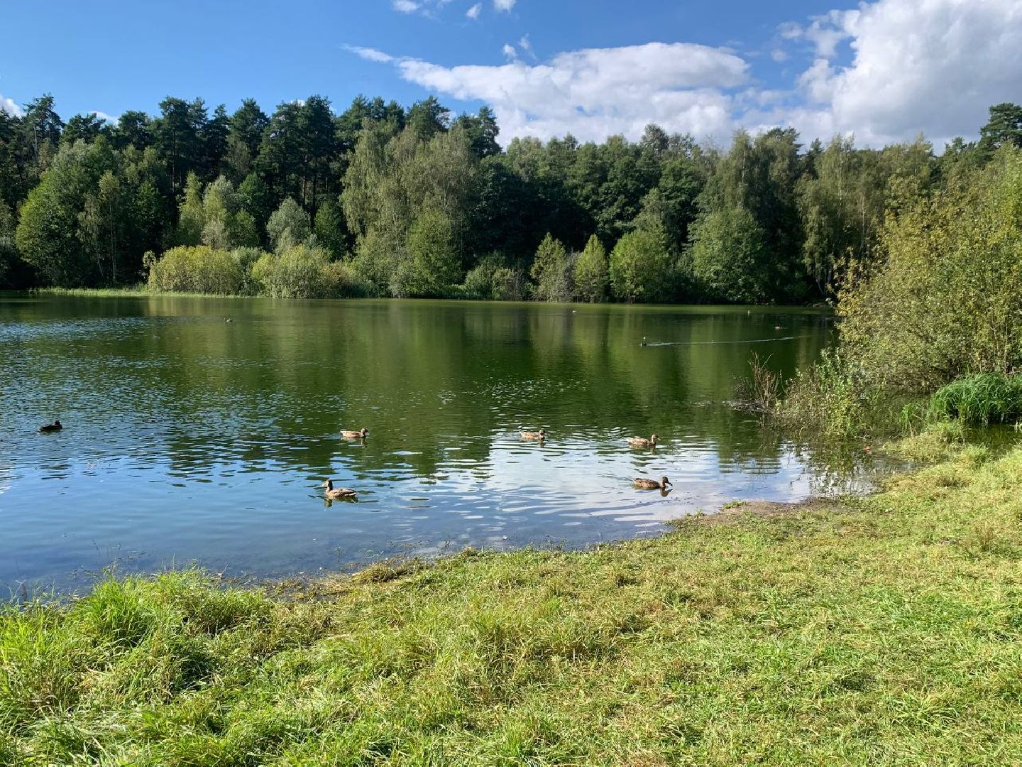 ступино, утки, охота на уток,