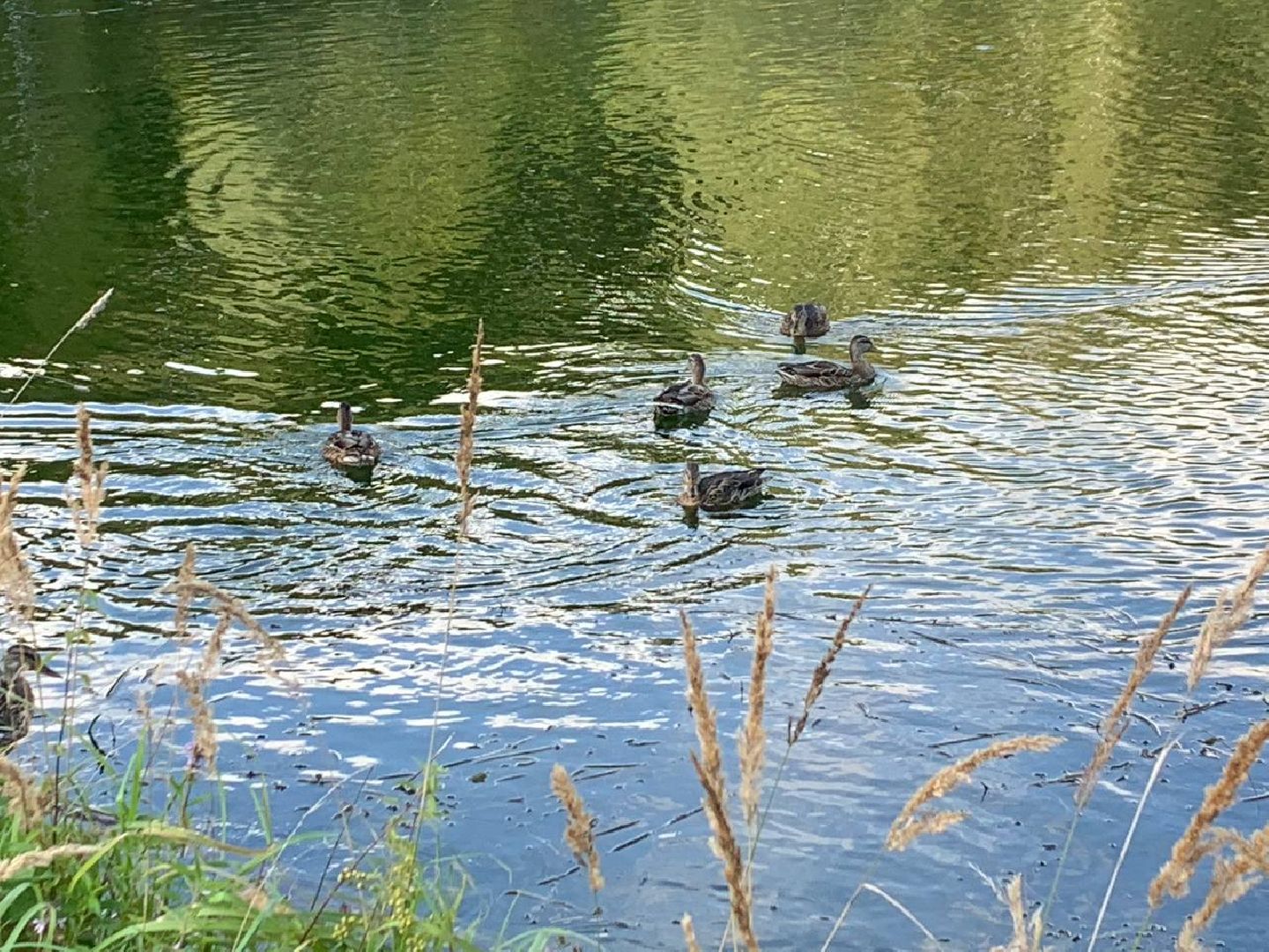 ступино, утки, охота на уток,