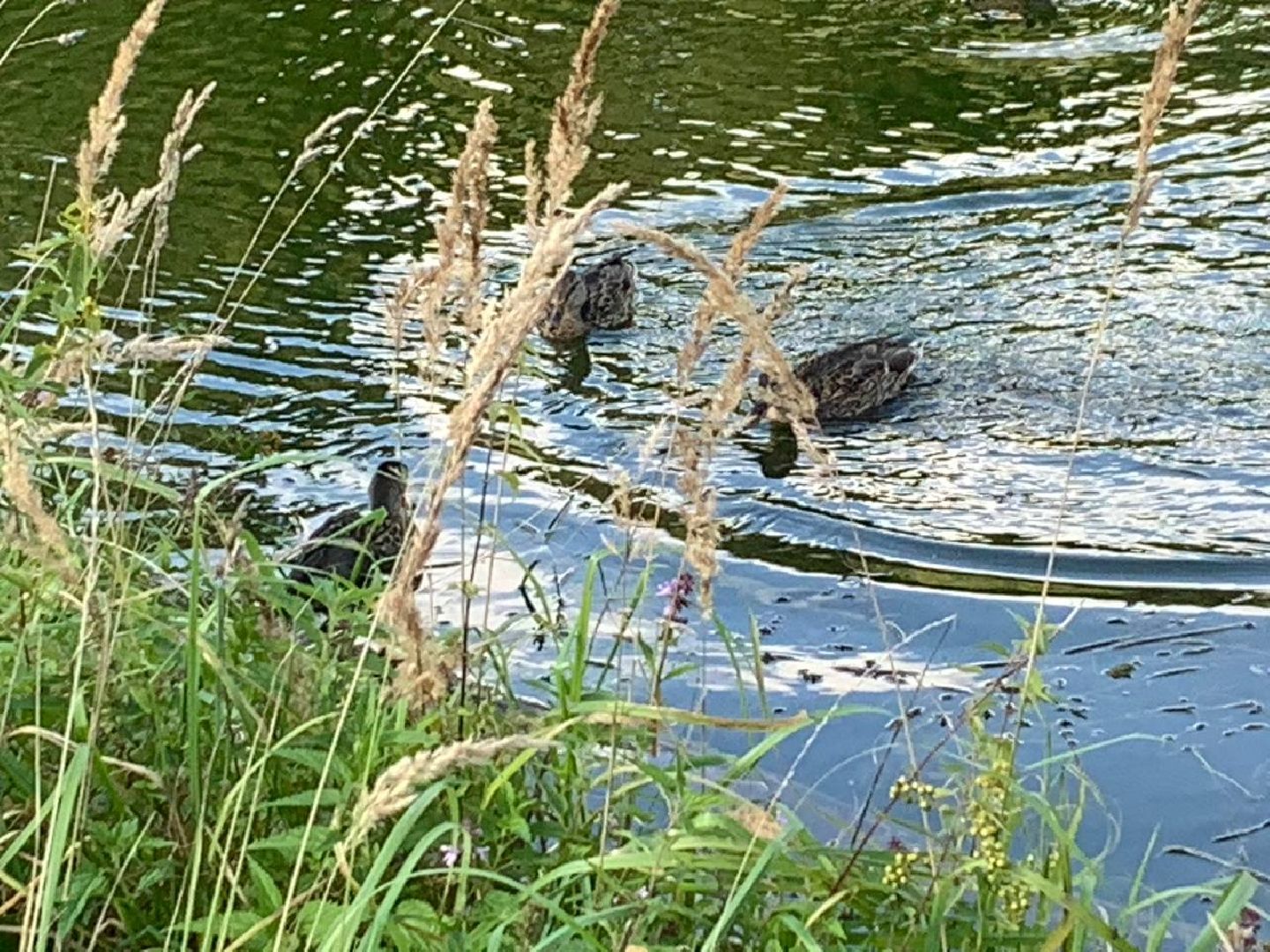 ступино, утки, охота на уток,