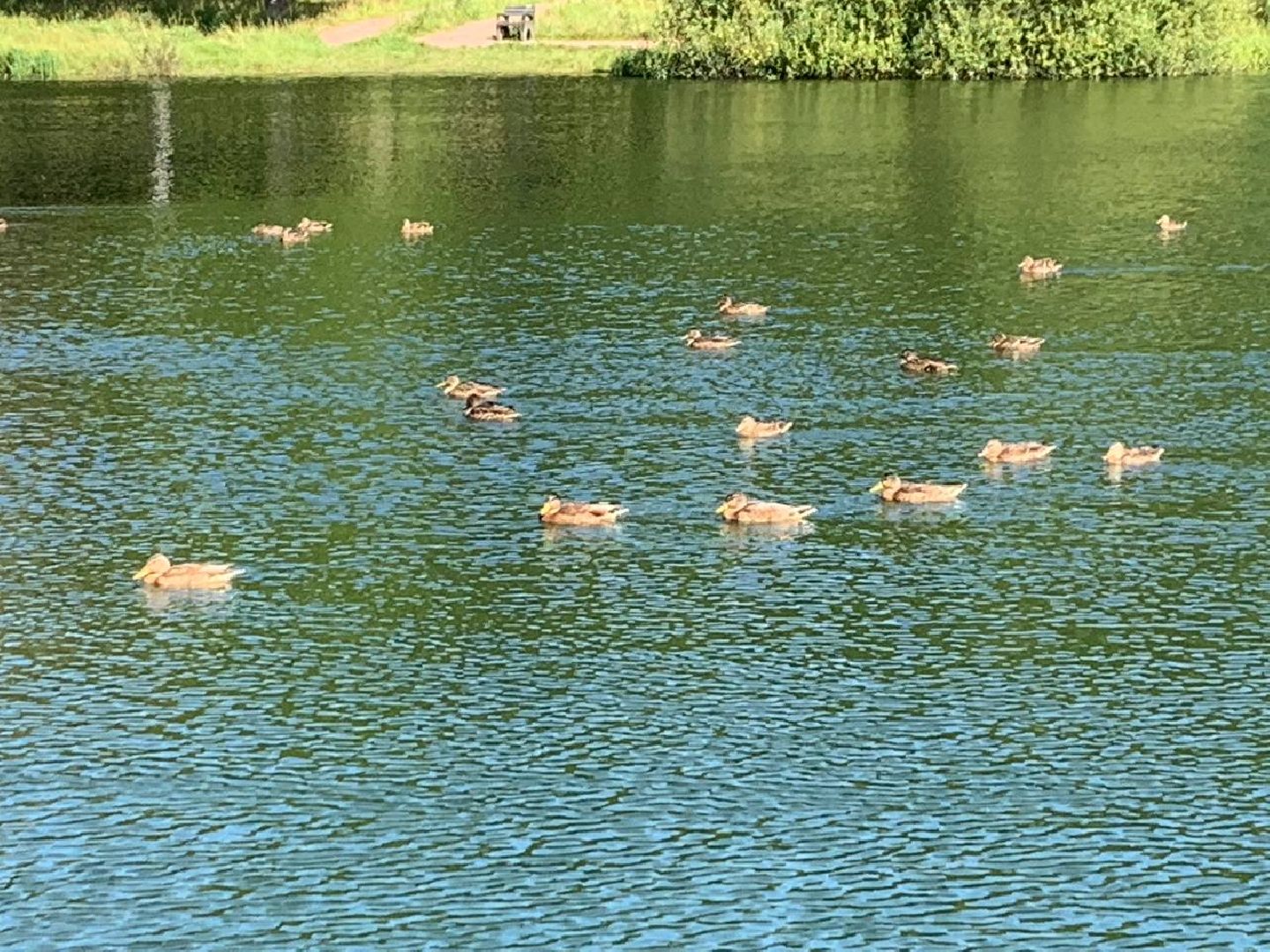 ступино, утки, охота на уток,