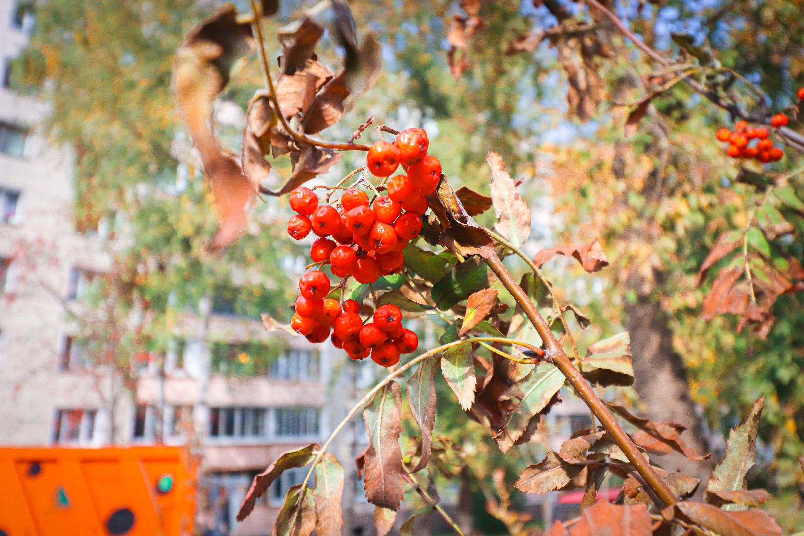 клин, общество, экология, высадка деревьев, дети, подмосковье,