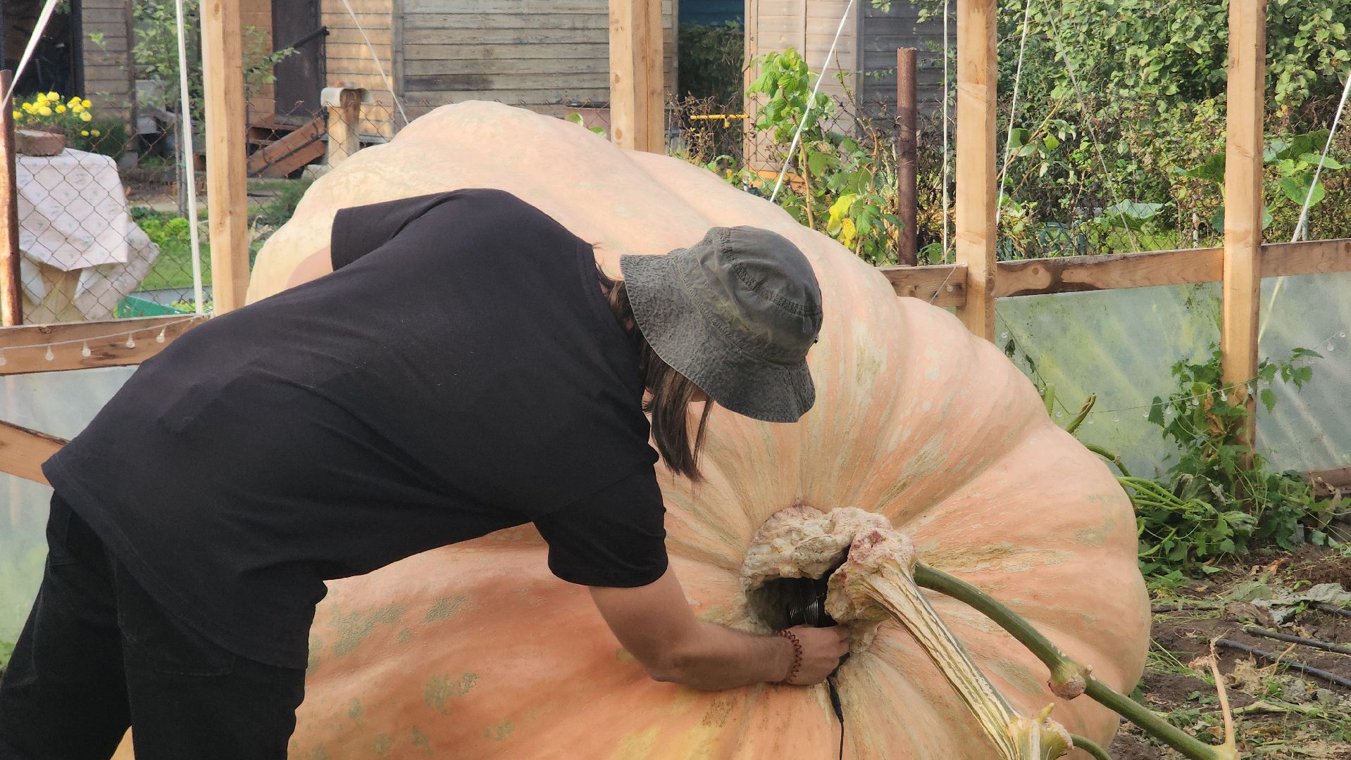 Электрогорск , Рекорд, Тыква ,