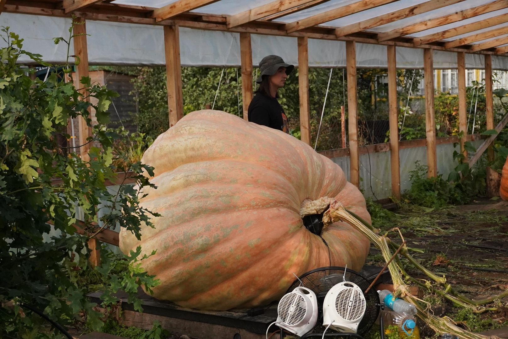 Электрогорск , Рекорд, Тыква ,