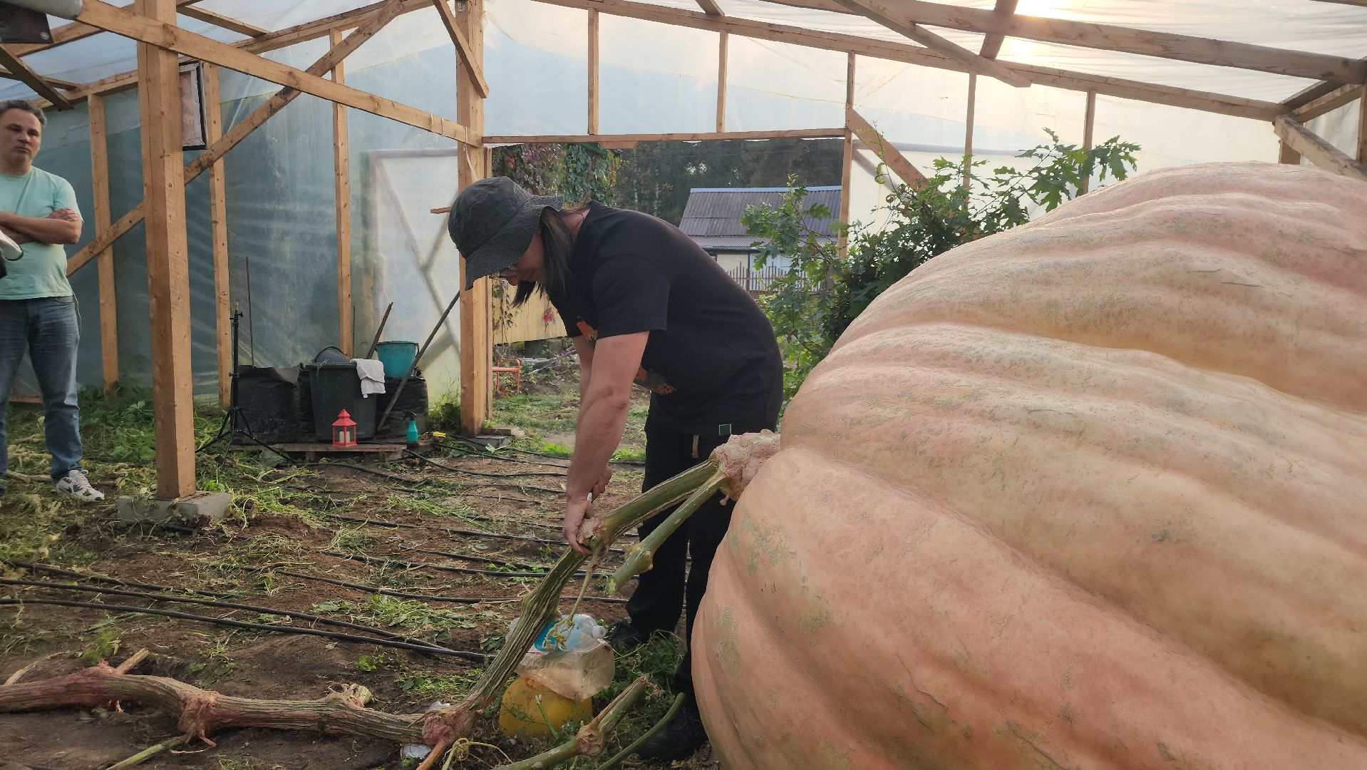 Электрогорск , Рекорд, Тыква ,