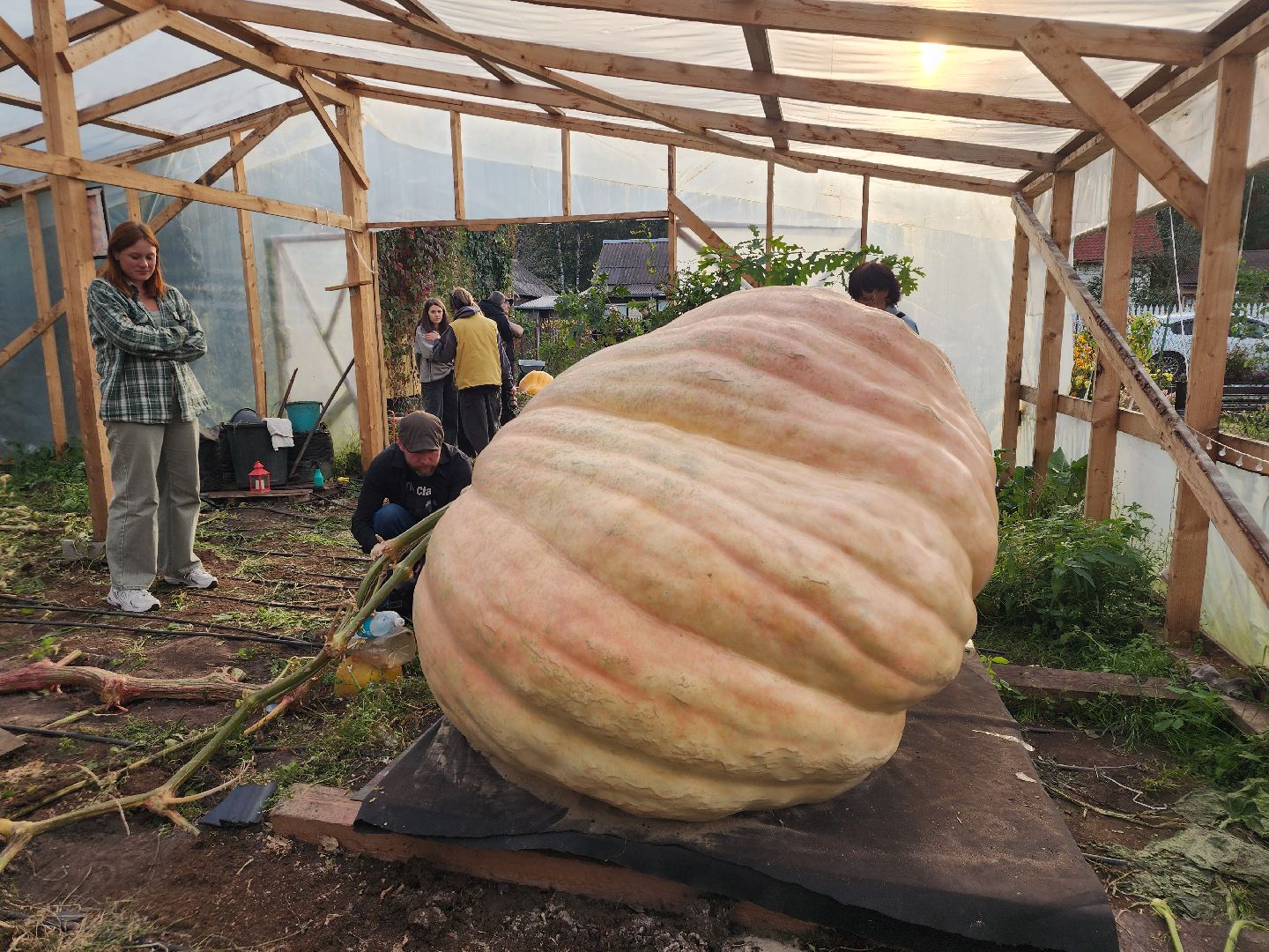 Электрогорск , Рекорд, Тыква ,