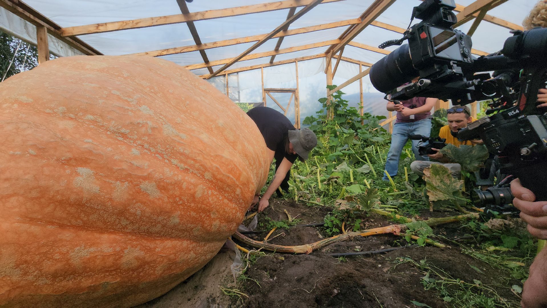 Электрогорск , Рекорд, Тыква ,
