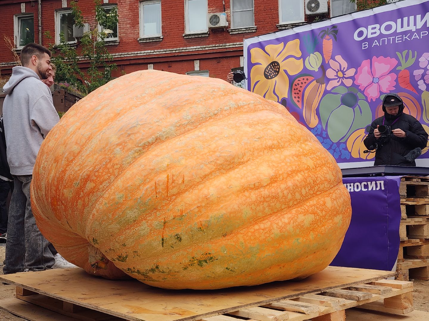 Общество , Овощи гиганты , Ботанический сад, Тыква, Рекорд, Электрогорск,