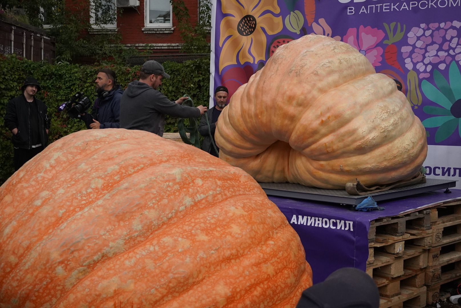 Общество , Овощи гиганты , Ботанический сад, Тыква, Рекорд, Электрогорск,