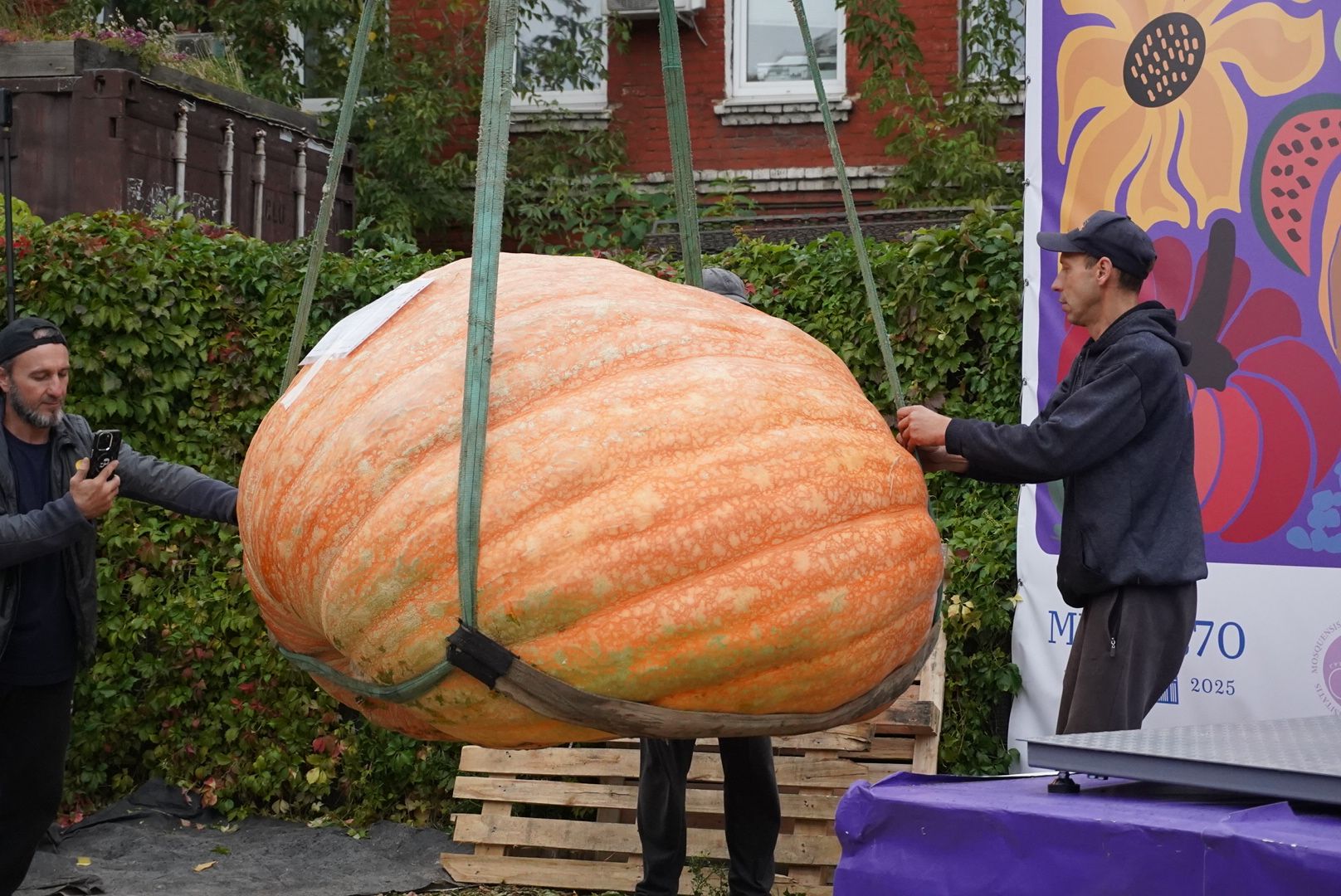 Общество , Овощи гиганты , Ботанический сад, Тыква, Рекорд, Электрогорск,