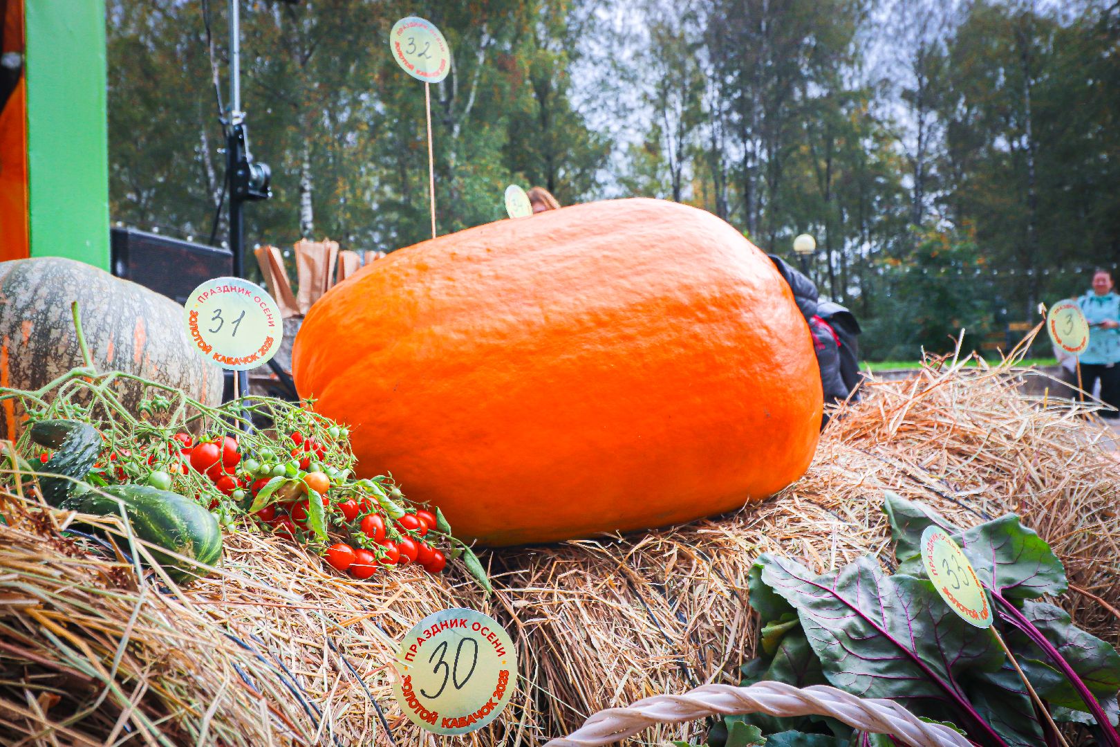 клин, общество, урожай, овощи, культура, фестивали, золотой кабачок,  подмосковье,