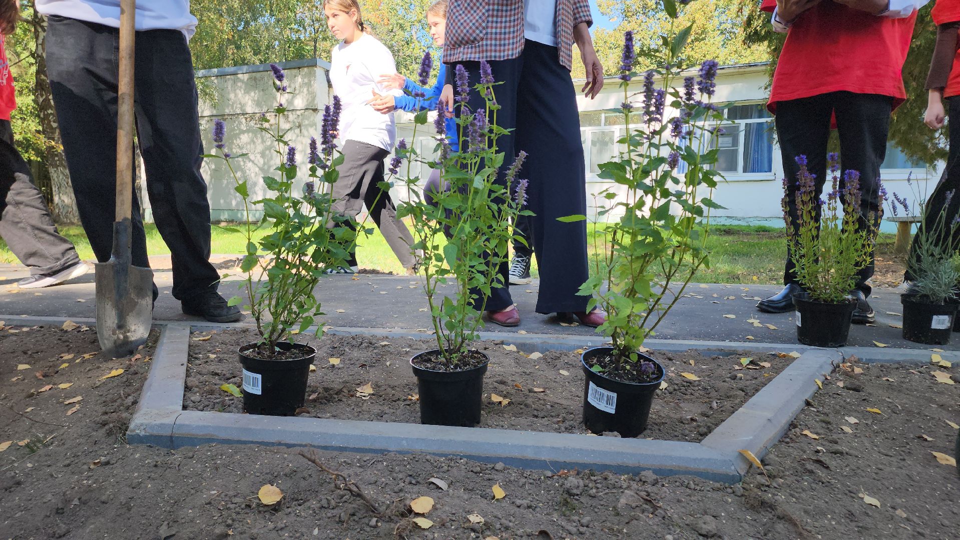 кашира, большое руново, школа, движение первых, экология, посадка растений, лечебные травы, питомник влада ковальчука,