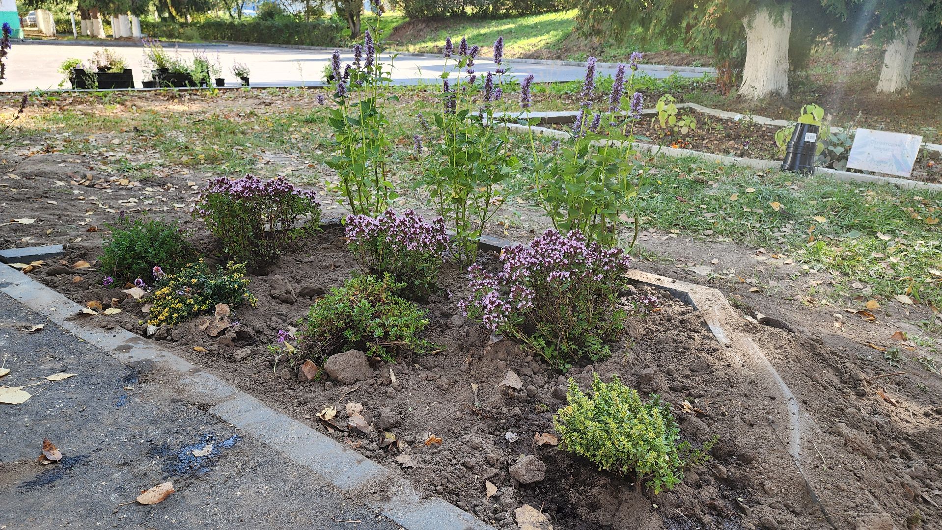 кашира, большое руново, школа, движение первых, экология, посадка растений, лечебные травы, питомник влада ковальчука,