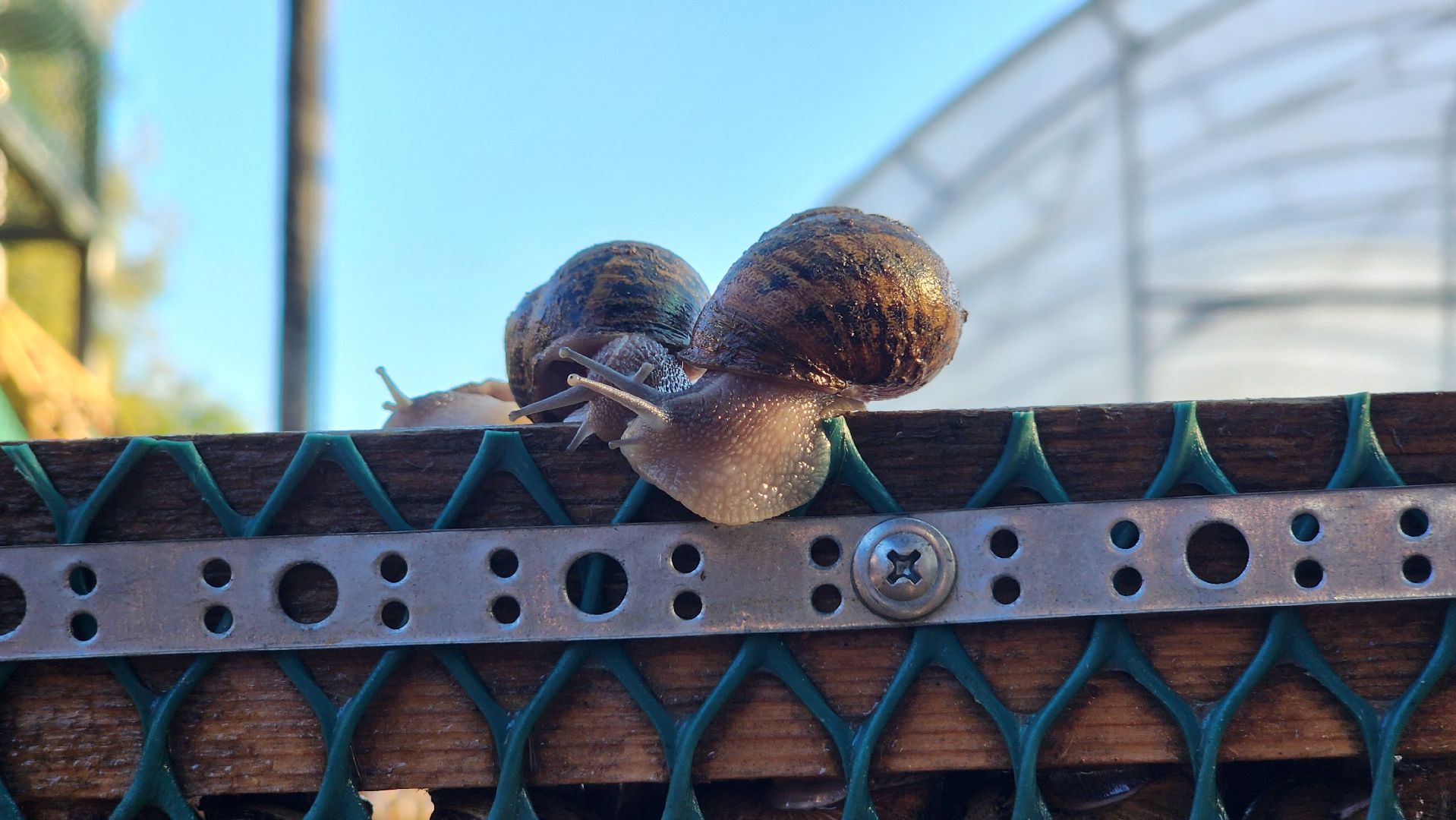 солнечногорск, смирновка, туризм, улиточная ферма,