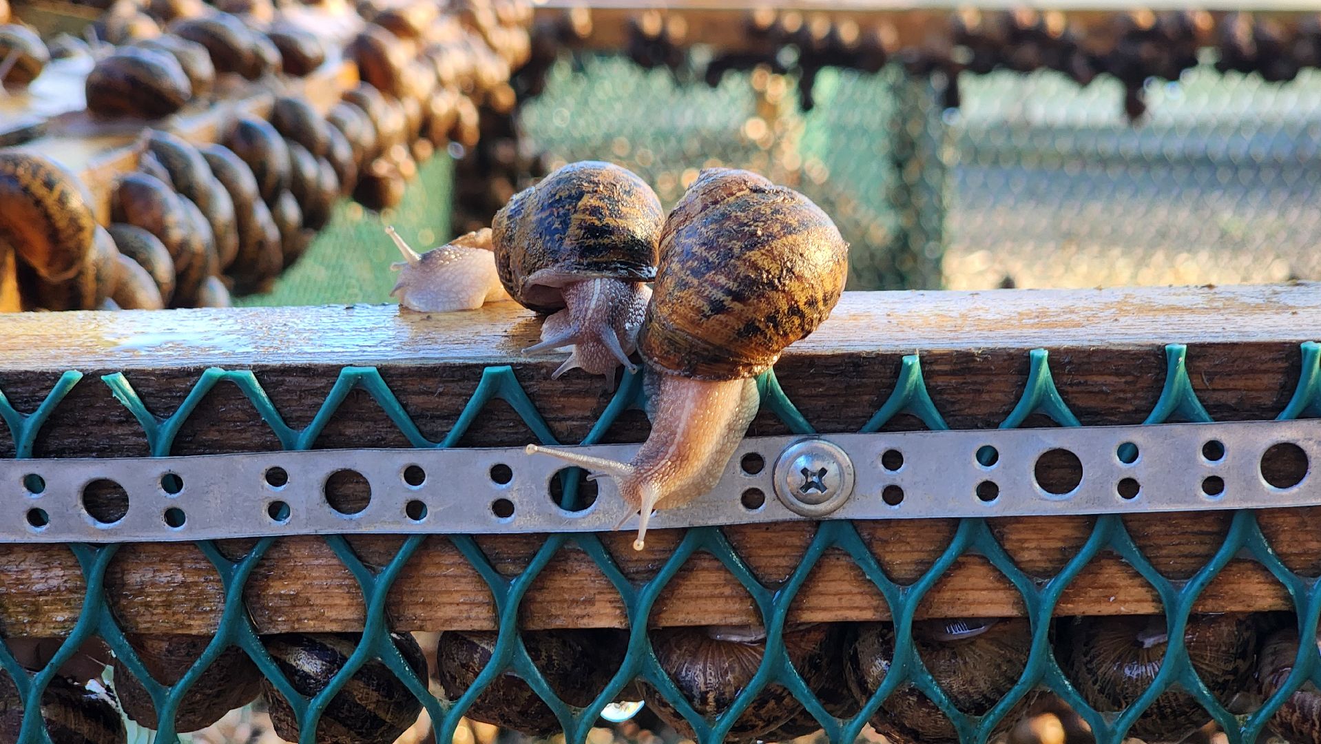 солнечногорск, смирновка, туризм, улиточная ферма,