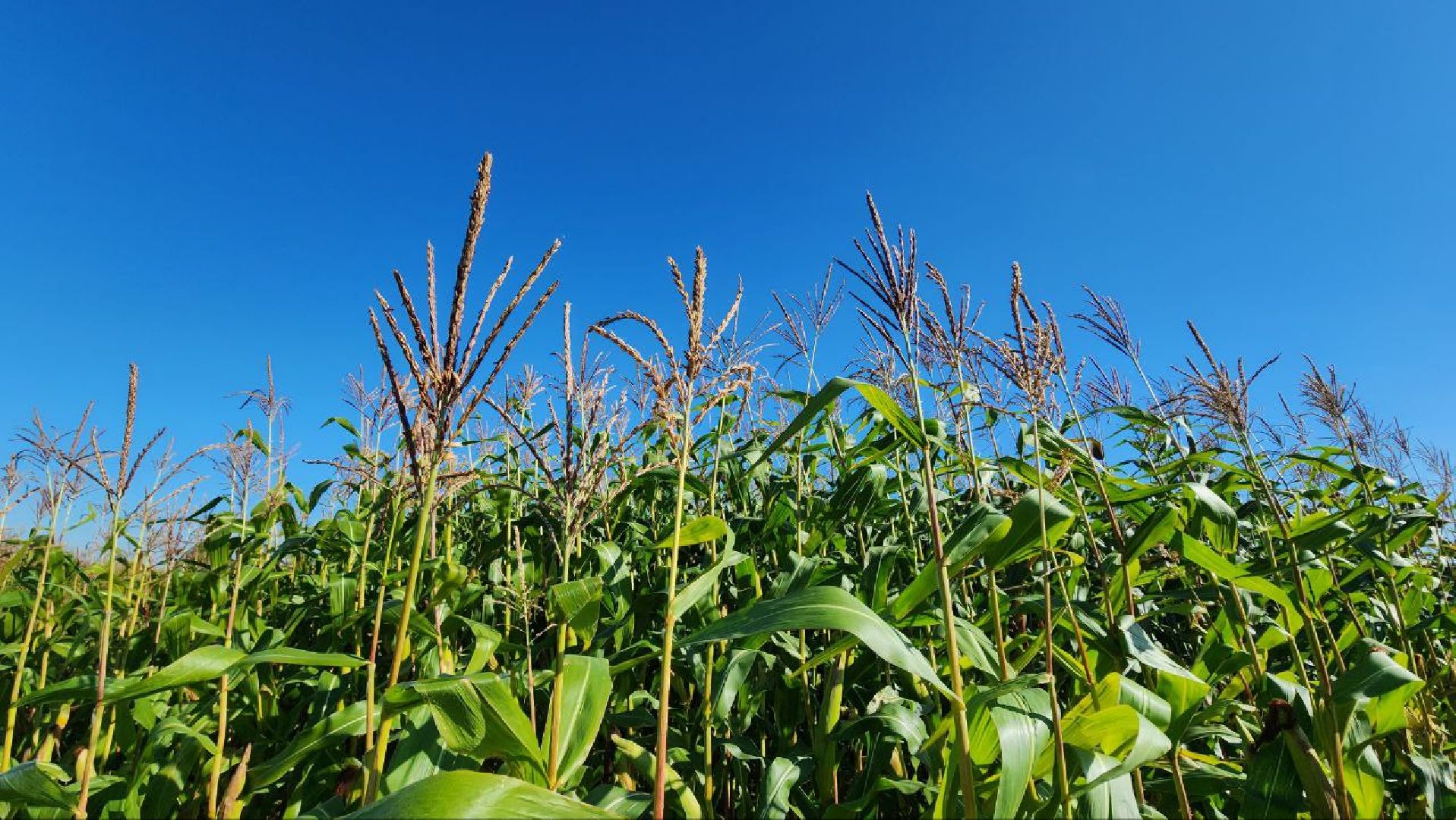Дмитров, Уборочная кампания, Мосагрофуд, Минсельхоз,