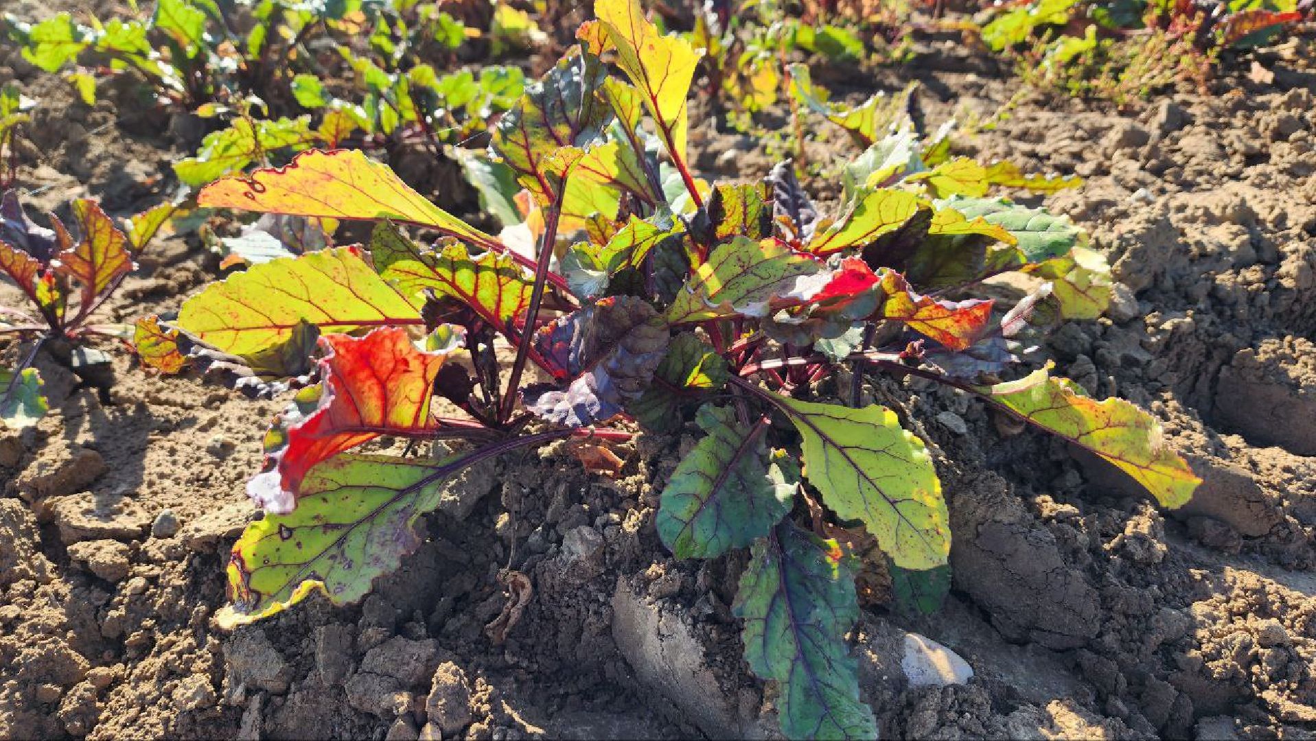 Дмитров, Уборочная кампания, Мосагрофуд, Минсельхоз,