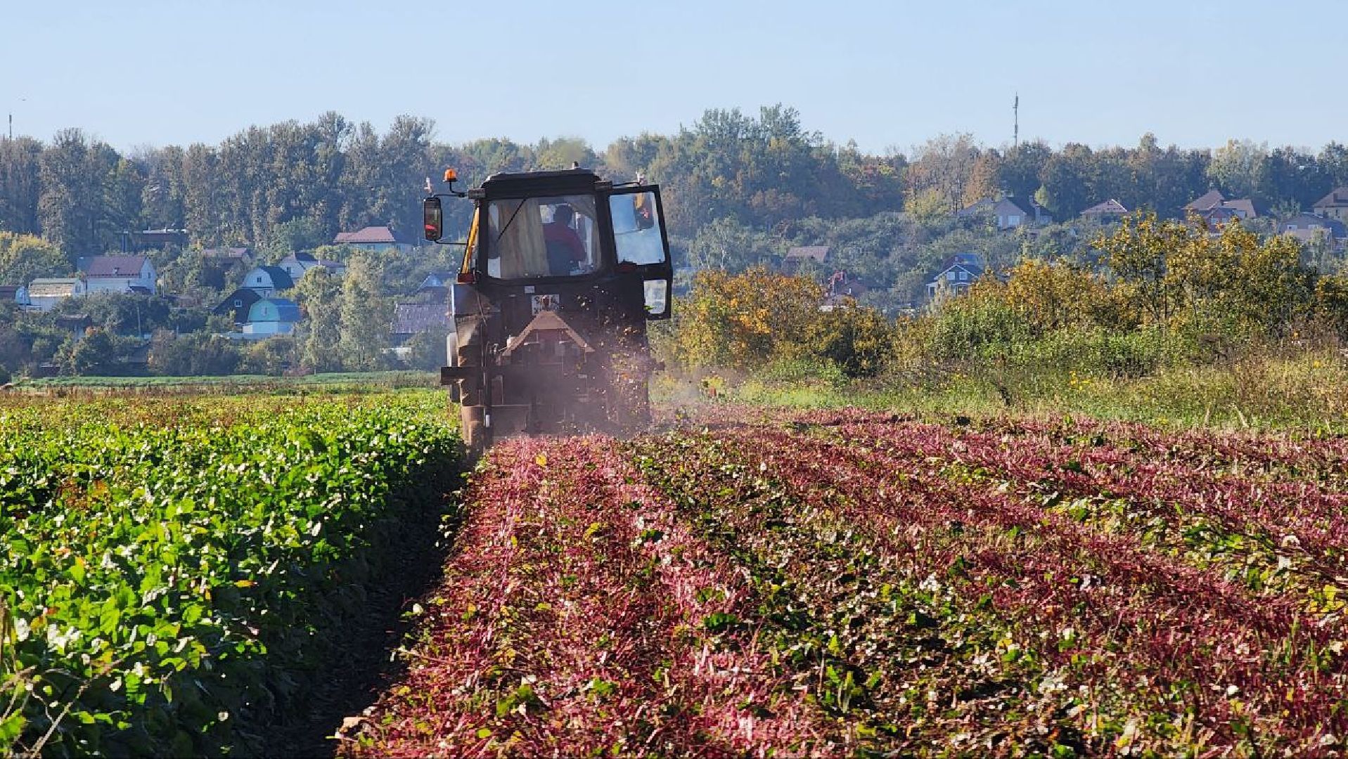 Дмитров, Уборочная кампания, Мосагрофуд, Минсельхоз,