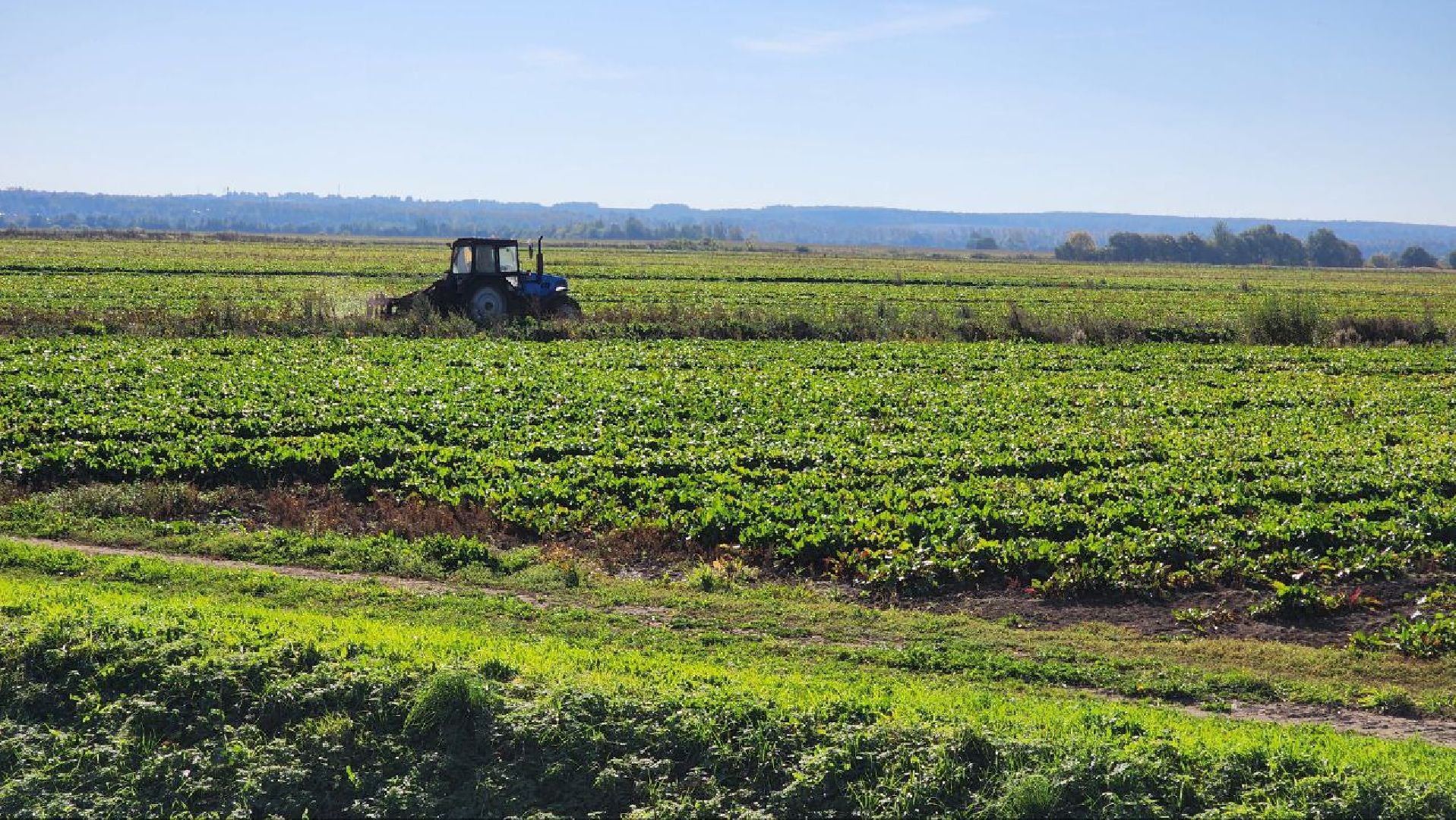 Дмитров, Уборочная кампания, Мосагрофуд, Минсельхоз,