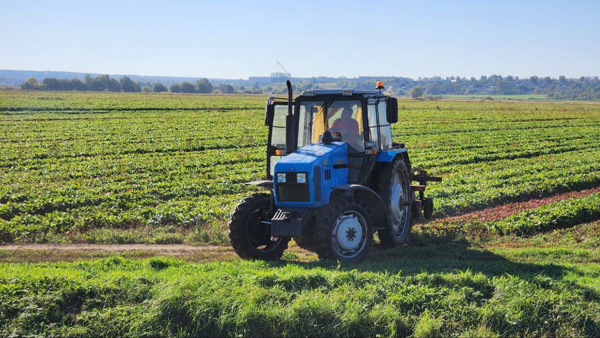 Дмитров, Уборочная кампания, Мосагрофуд, Минсельхоз,
