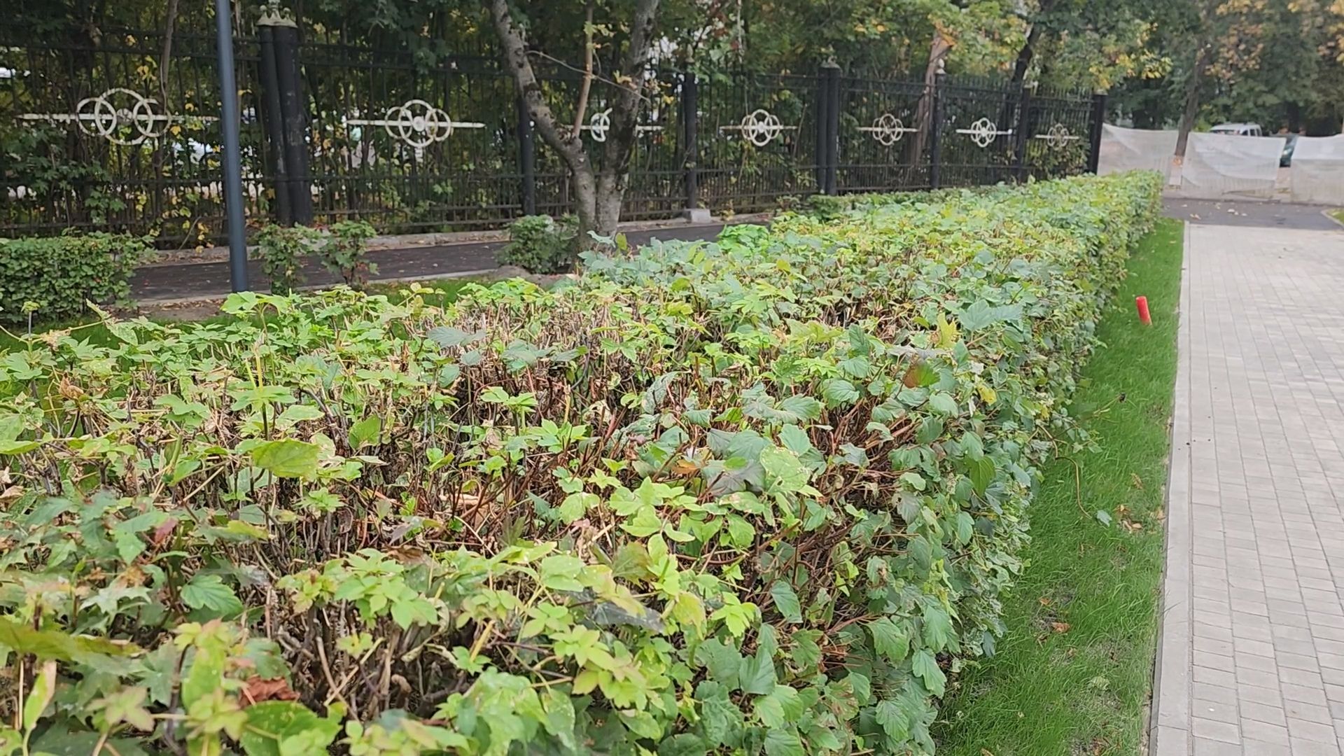 королёв, благоустройство сквера имени чмыреваив королеве, администрация городского округа королев , губернатор московской области,