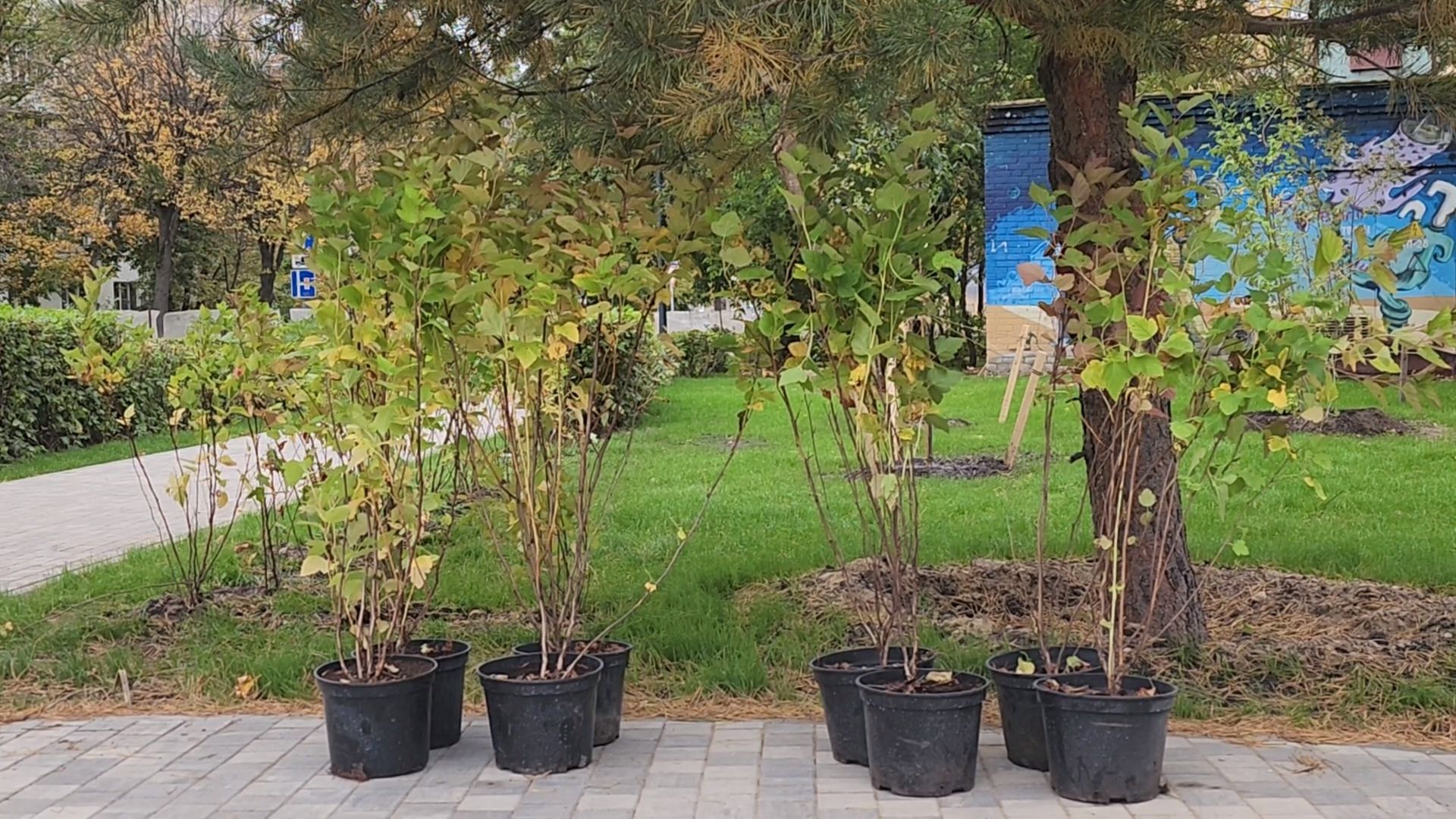 королёв, благоустройство сквера имени чмыреваив королеве, администрация городского округа королев , губернатор московской области,