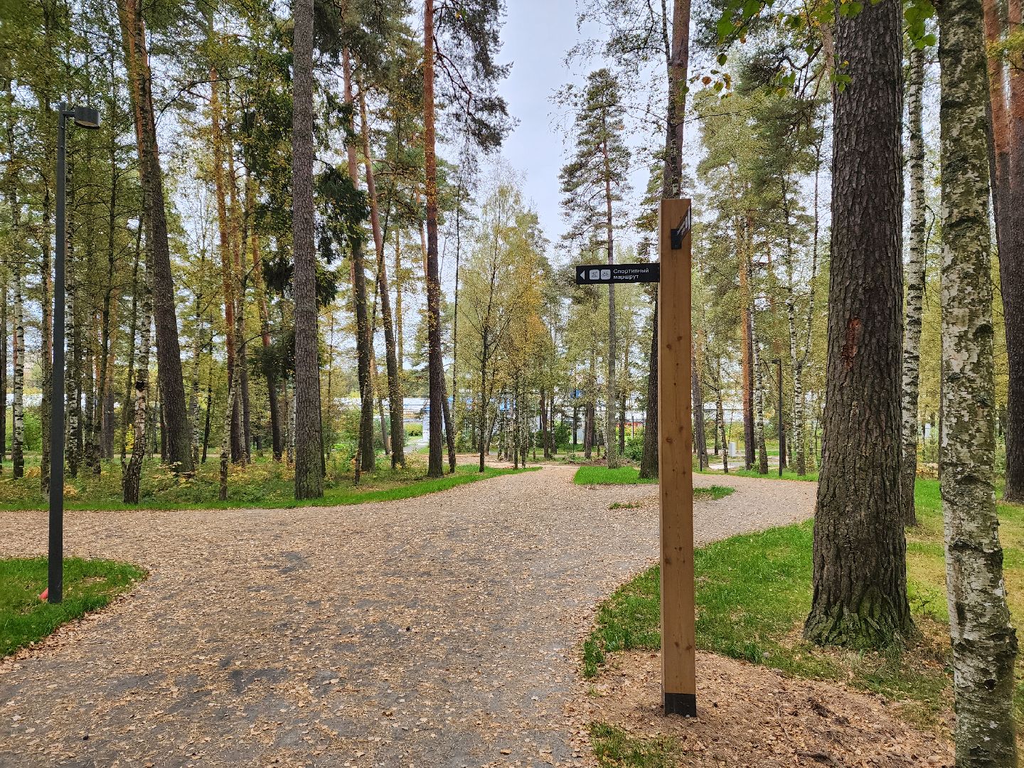 красноармейск, городской округ пушкинский, банный лес, лесопарк, белка, парки подмосковья,