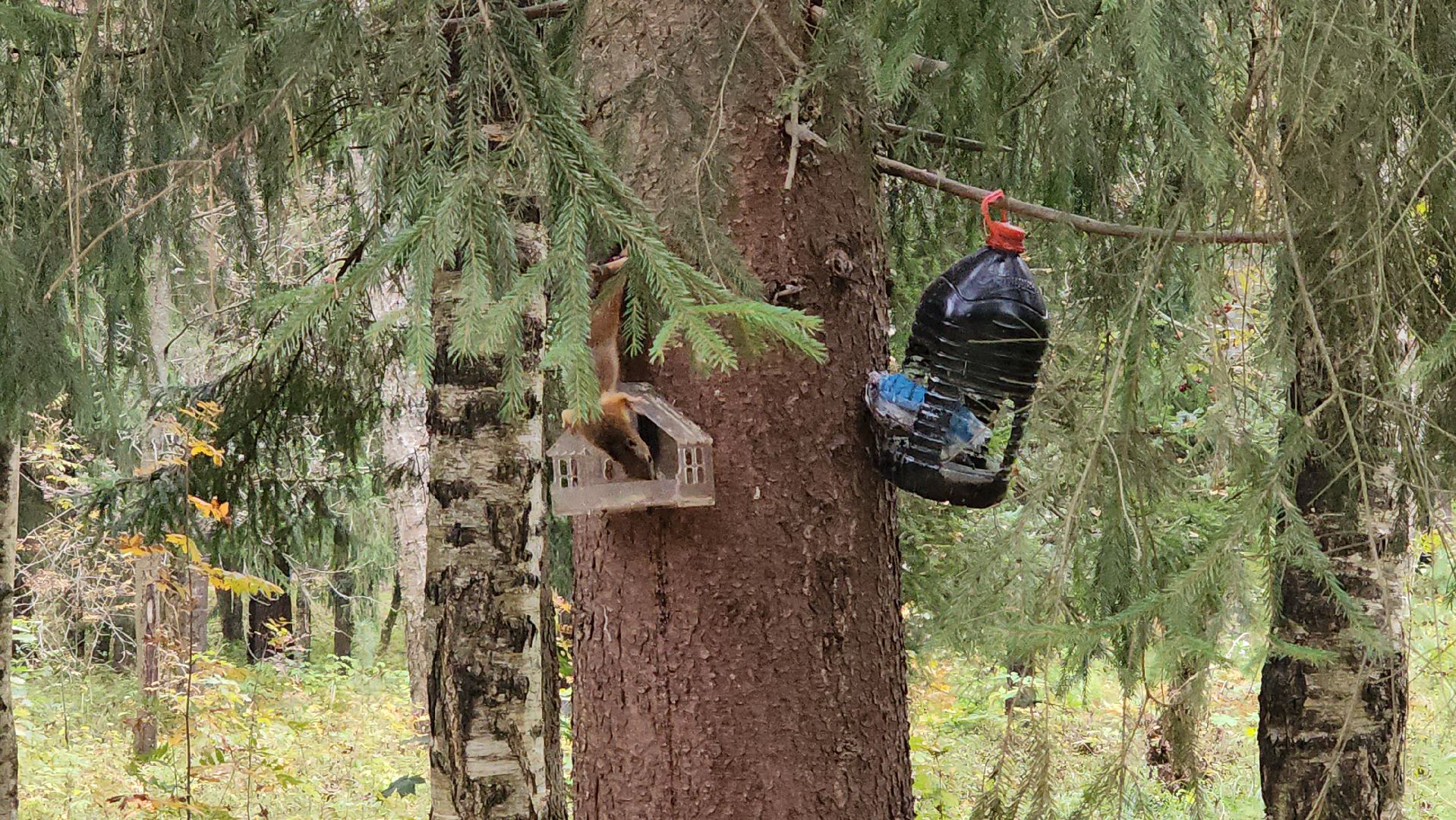 красноармейск, городской округ пушкинский, банный лес, лесопарк, белка, парки подмосковья,