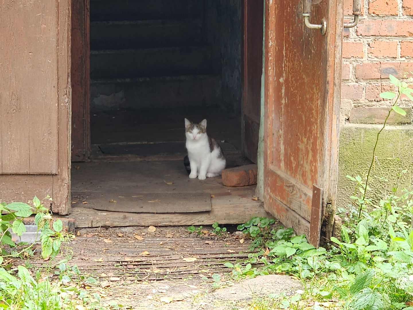 красноармейск, городской округ пушкинский, спасение бездомных животных, зооволонтеры,кошки,