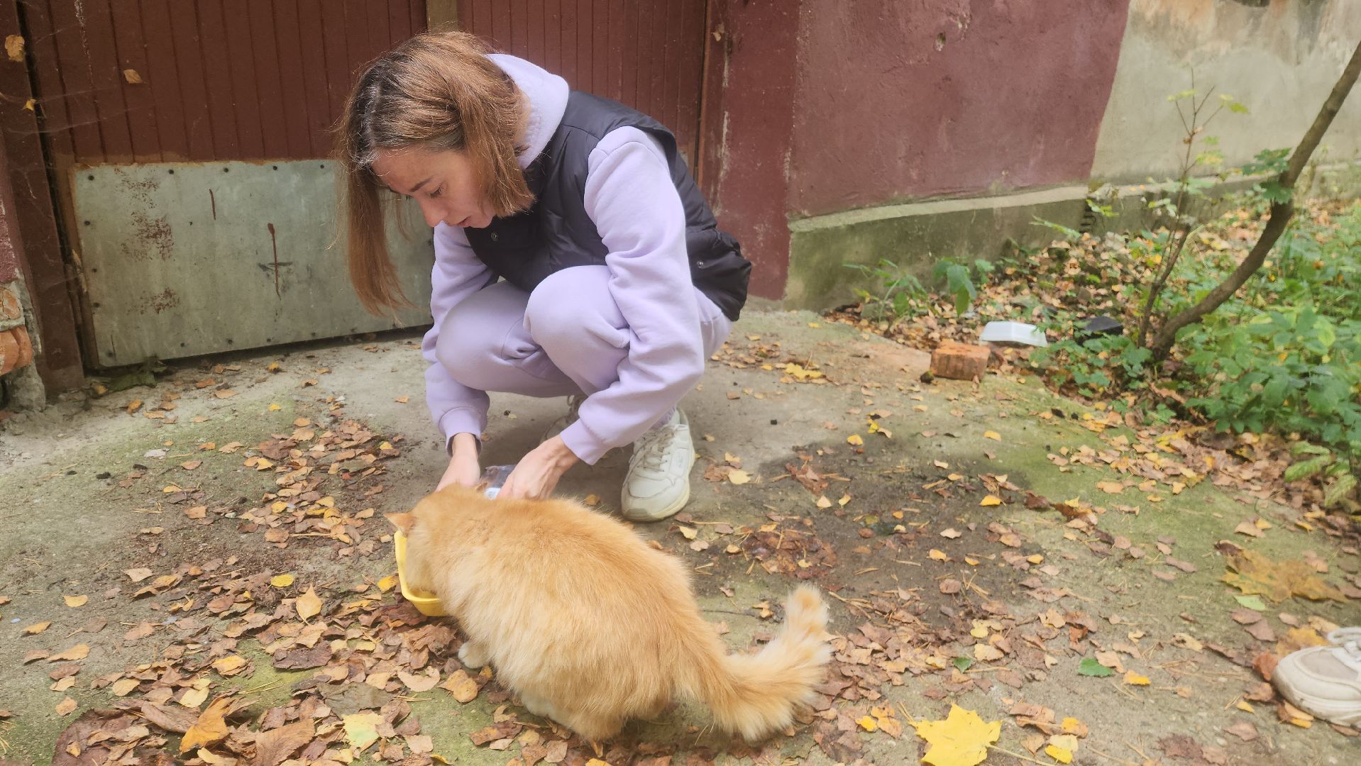 красноармейск, городской округ пушкинский, спасение бездомных животных, зооволонтеры,кошки,